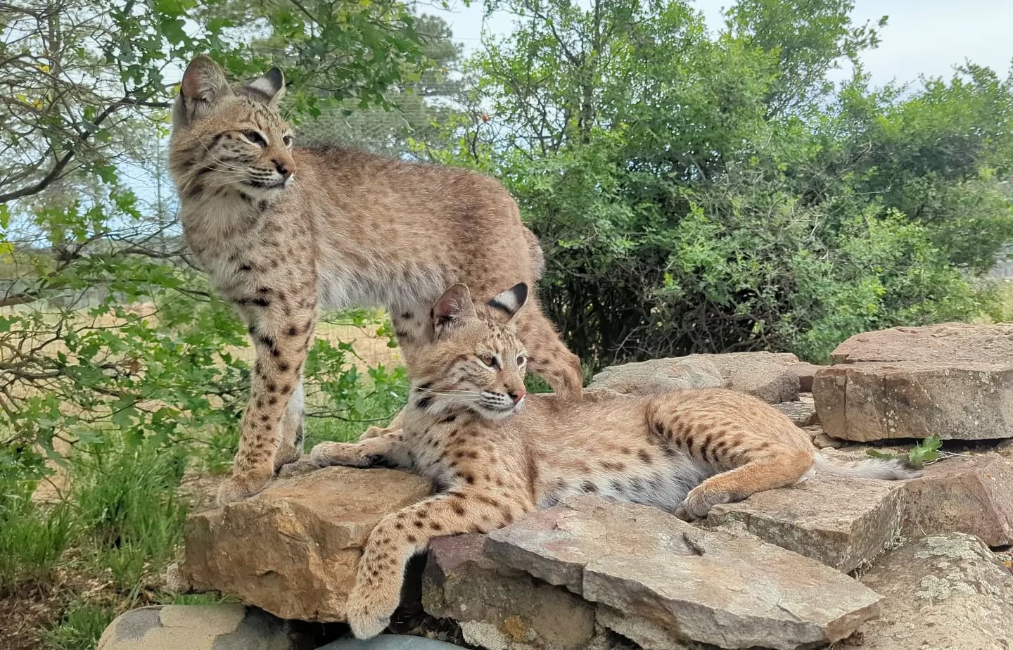 Hunter and Diablo are looking magnificent and enjoying the cooler weather. #rmwpark #bobcats #Diablothebobcat #Hunterthebobcat #brothers