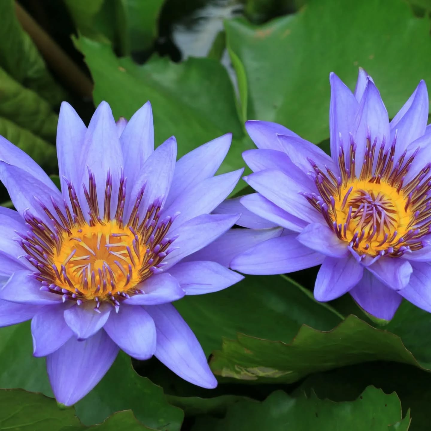 Le 06/03 20h, 6950 Harsin 0496628485
tarif: 30€
🪷Viens découvrir ou redécouvrir les archétypes du féminin grâce à l'éclairage subtil apporté par le lotus bleu, plante médecine ancestrale.
⛩️Le Lotus bleu (Nymphaea caerulea) est considéré depuis l'Égypte antique comme une plante sacrée de "passage" et de connexion spirituelle. Ses propriétés psychoénergétiques, dues à la présence de nuciférine et d'apomorphine, agissent subtilement sur le système nerveux et les corps subtils.
Voici les principales propriétés psychoénergétiques du Lotus bleu:
1. Ouverture de la conscience et intuition
Le Lotus bleu est réputé pour stimuler le chakra du troisième œil (Ajna) et le chakra couronne (Sahasrara).
Méditation profonde : Il facilite l'entrée dans des états méditatifs en calmant le flux incessant des pensées.
Éveil intuitif : Il aiderait à lever le "voile" entre le conscient et l'inconscient, favorisant la réception de messages intuitifs ou de visions claires.
2. Lucidité onirique (Rêves vifs)
C’est l’une de ses propriétés les plus célèbres en usage nocturne.
Rêves lucides : Consommé en infusion avant le sommeil, il favorise des rêves plus colorés, structurés et une meilleure capacité à devenir conscient durant le rêve.
Voyage astral : Dans les traditions ésotériques, il est utilisé pour faciliter les expériences de sortie de corps ou de projection astrale en maintenant une vigilance mentale pendant que le corps est profondément relaxé.
3. Libération des blocages émotionnels
Sur le plan vibratoire, le Lotus bleu agit comme un "nettoyeur" de l'aura.
Harmonisation émotionnelle : Il aide à dissoudre les tensions cristallisées liées à l'anxiété chronique ou aux peurs anciennes.
Euphorie sereine : Contrairement à d'autres substances psychoactives qui peuvent être agitantes, le Lotus bleu procure une euphorie douce, centrée sur le cœur, favorisant un sentiment d'unité avec l'univers.
4. Élévation de la fréquence vibratoire
En huile essentielle (absolue) ou en onction sur les points énergétiques :
Ancrage et Élévation : Bien qu'il élève l'esprit, il permet de rester ancré grâce à sa nature de fleur aquatique prenant racine dans la boue pour s'épanouir vers la lumière.