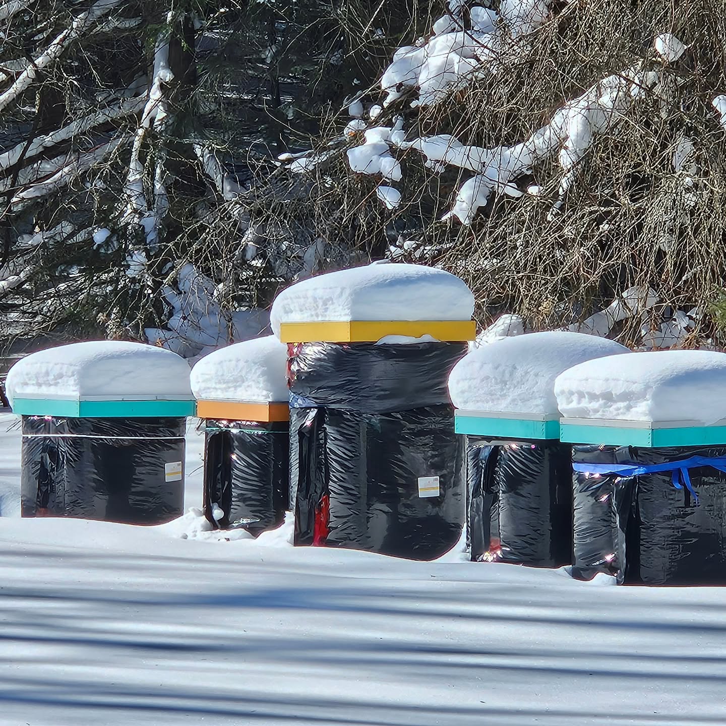 Bee care doesn't take a winter break - off to check on my bees today. 🐝