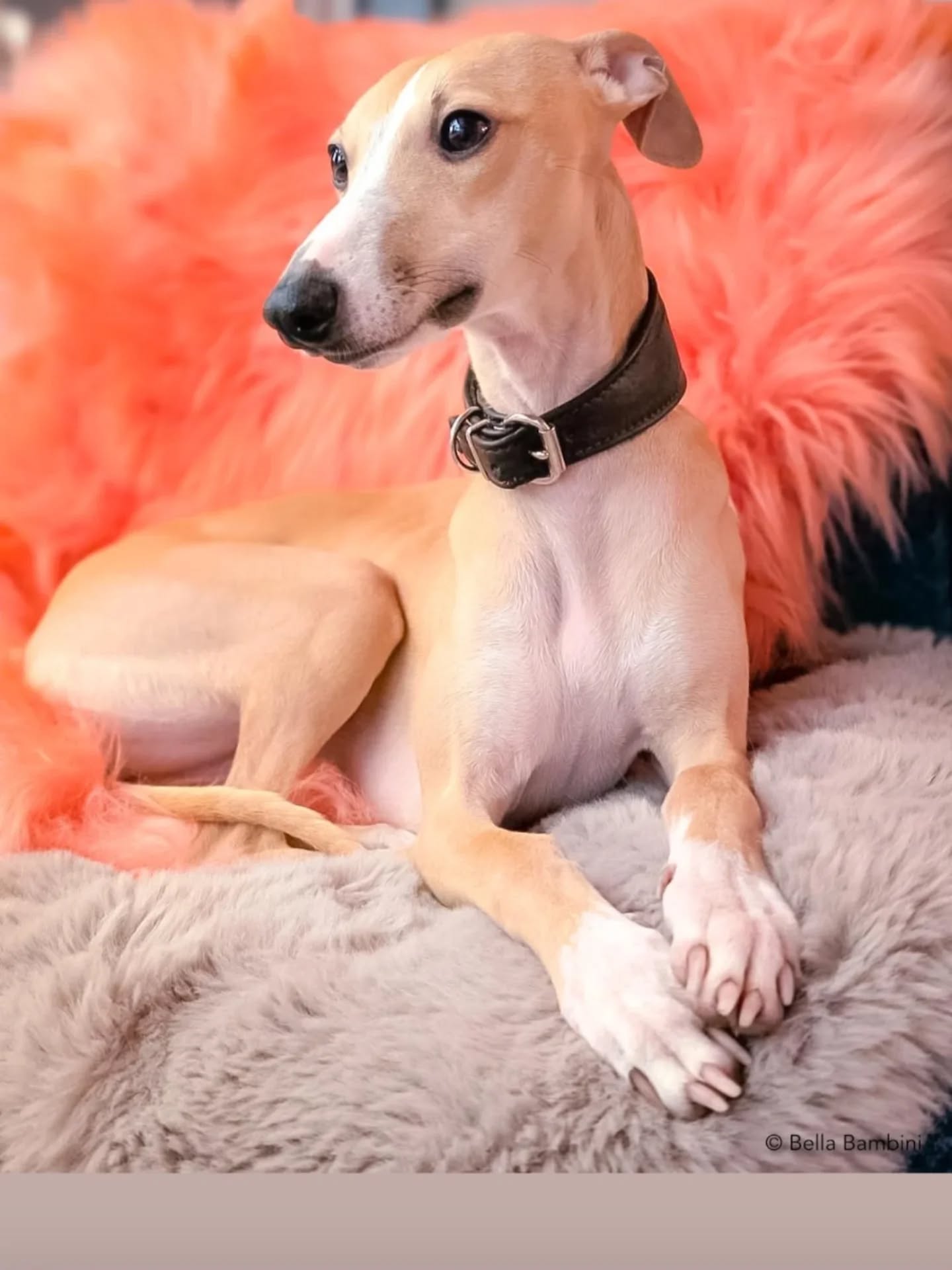 Unsere Whippets ❤️🩷❤️
Ina & Lila
My Camelot Seeley
Pietra Of Trefilio Under the Sea
https://whippet.breedarchive.com/animal/view/my-camelot-seeley-dda75f5a-e8ba-4c5d-b1d0-62ee74356011
https://whippet.breedarchive.com/animal/view/pietra-of-trefilio-under-the-sea-934fab54-7fcc-4ce9-b351-6ac3e078903b
#whippet #doglover