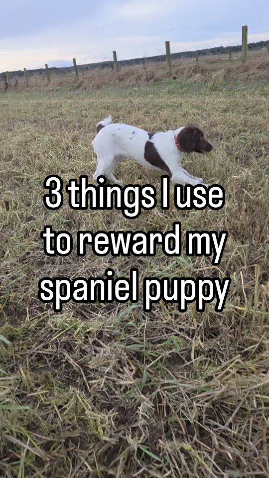 There are multiple ways we can reward our dogs, these are just a few I use. My main focus is that she is choosing to engage with me in all types of environments. Sometimes it looks messy and fast, she isn't ready for steadyness in large chunks right now, I just want her to realise I'm part of the good stuff.
#puppytraining #dogtraining #springerspanielpuppy #bemorespaniel #spaniel