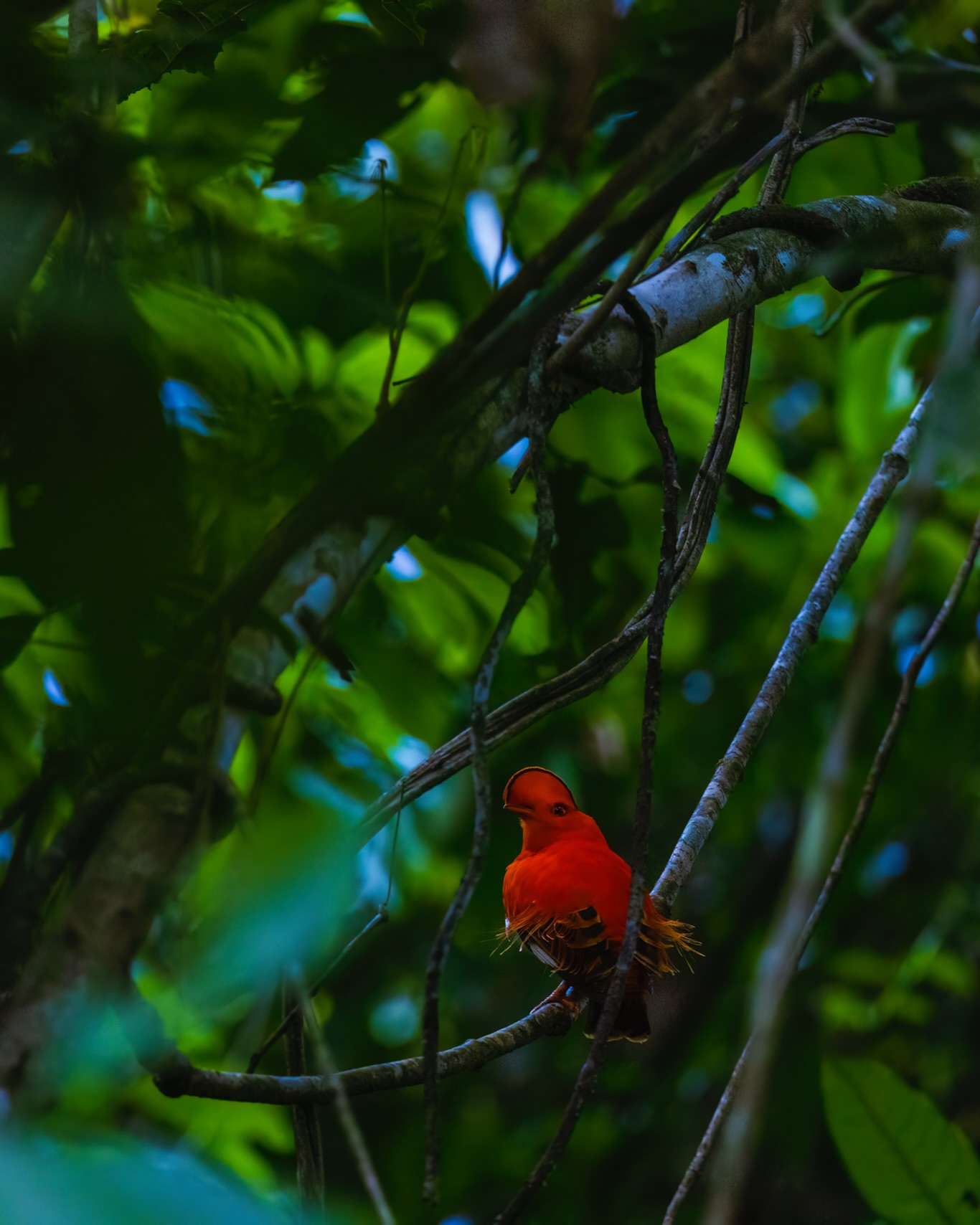 When we look at this, what do we see? The bird? The jungle? Light? Darkness? From one comes many, and so, many is one. Isn’t life infinitely grand?
☆
Guianan Cock-of-the-rock
☆
#guianancockoftherock #rupicola #rupicolarupicola #travelguyana #guyana