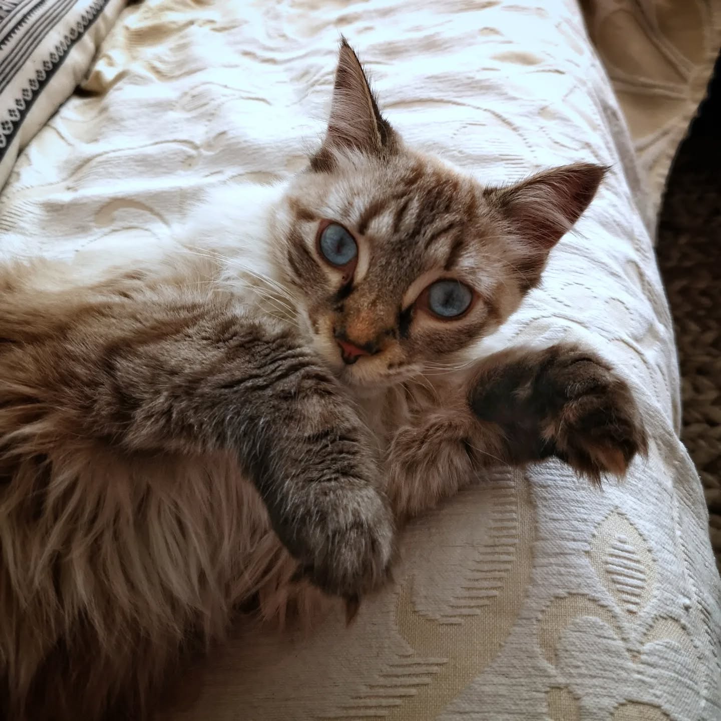 Thelma ๐ป
#petsitting #petsittingporto #cats #dogs #catsitting #dogsitting #dogwalking #petsofinstagram #animalsofinstagram #petlovers #porto