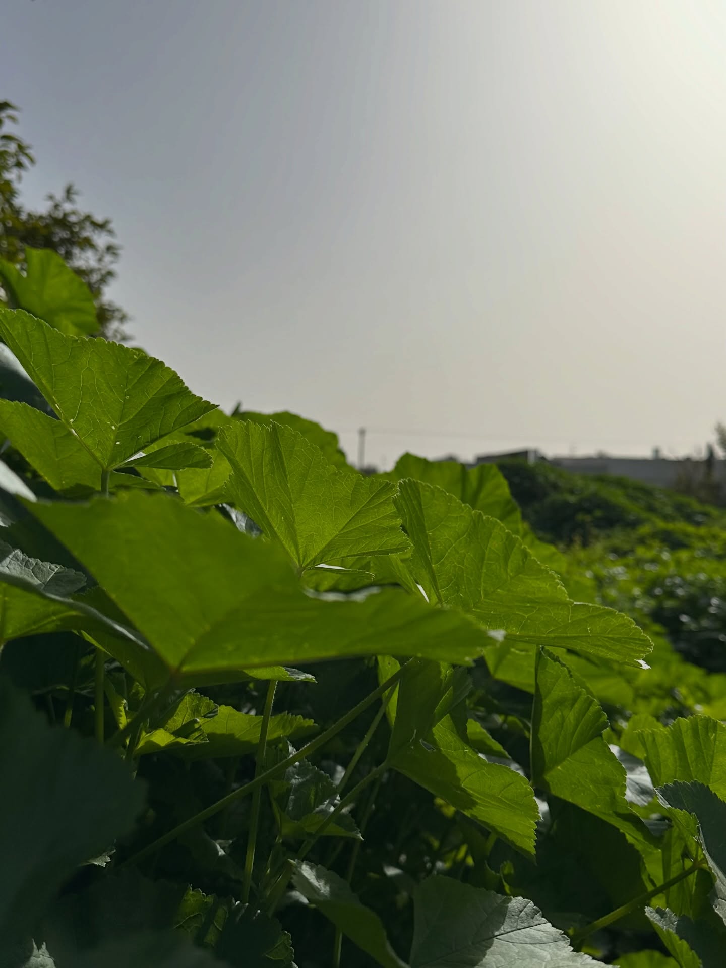 ט”ו בשבט שמח ... 🌿🍀🌳🌴🌲🪴 מהיער 🫶🏻הזעיר שלי
להקים בלב הערים יערות זעירים, צפופים וממוקדים - החל מכ-40 עצים בחלקה ועד כ-80 עצים בצפיפות קיצונית במיוחד. נקודת המוצא של החוקרים הייתה שדווקא הצפיפות הגבוהה היא המאפשרת יצירת מיקרו-אקלים שמגן על העצים מפני הקרינה החזקה בישראל.
מחקר חדש ותוצאות גדולות שאימוץ במסקנות במרחב העירוני שלנו. היערות הזעירים שנבחנים במחקר מתפקדים, למעשה, כמעין “מזגנים” טבעיים. הם מקררים את סביבתם הקרובה, מפחיתים עומסי חום ומשפרים את תנאי החיים במרחב העירוני – לעיתים ברדיוס מצומצם, אך כזה שיש לו השפעה ממשית על הרחוב כולו. החלקות האלה כוללות כמות גדולה של חומר אורגני בקרקע, וכאשר מתכננים אותן בצורה חכמה בתוך הערים, הן יכולות לשמש ככלי יעיל לספיגת מים גם באירועי הצפות”.
🔗 לינק לכתבה בתגובה הראשונה 🔗
#
#יערותזעירים #חגלאילנות #מינייערות #יעראורבני