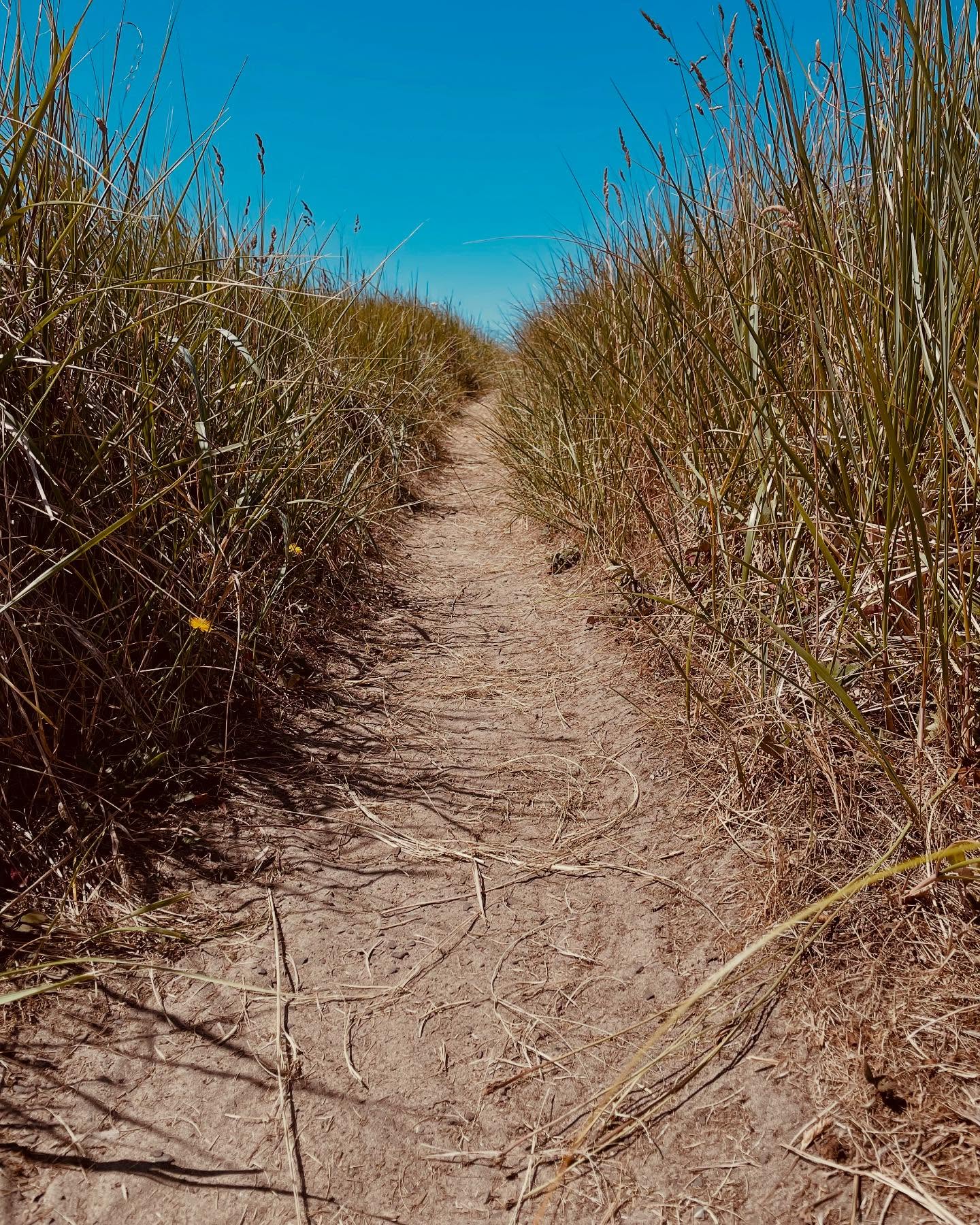 Can my path look so beautiful and still hold such heaviness? Can I look down the new direction I am headed and still look back here and there? Can I see down the path for miles and still have no clue as to the destination? Can I feel such hope with each step forward while feeling such incredible sadness for each step that takes me further away? Can all of those things be true?
It all feels so true to me.
https://www.skysthelimit.online
#myjourney #healing #onestepstatime #mypath #mypathforward #journey #beachpath #selflove #love #healthy #heal #healingenergy #emotional #emotions #healingjourney #energyhealing #throughthegrass #beach #beachlife #oregoncoast #oregon #oregonexplored #oregonlife #oregonnw #selflovejourney #eatpraylove