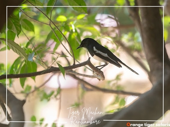 At Tiger Machan Ranthambore, you wake up to nature’s orchestra. Witness the grace of Ranthambore ’s wildlife as it welcomes you to a world of wonder.
For reservations and inquiries:
+91 99505 21870
tigermachan@ymail.com
https://www.ranthamboretigermachan.com
#explorepage #getaway #tigermachan #reelitfeelit #ranthamborediaries #rajasthantourism #ranthambore #tentstay #india #reelsindia #staycation #landoftigers #travel #tigersafari #travelgoals #exploreindia #incredibleindia #ranthamborenationalpark #sawaimadhopur #explore #rajasthan #reels #safari #resortinranthambore #luxurytravel #fyp #MachanSafaris #Orangetigersafaris #farmtotable
{TigerMachanResort , Ranthambore,
RanthamboreNationalPark,TigerSafari,LuxuryTentStay,SafariAdventure,WildlifePhotography,TravelRanthambore,ExploreRanthambore,SafariExperience,RanthamboreWildlife,TravelIndia,JungleResort,TigerWatching,EcoTourism,NatureLovers,TentResort,WildlifeConservation,IndianSafari,RanthamboreTrip,SafariLodge,AdventureTravel,WildernessEscape,TravelDiary,NatureGetaway,LuxurySafari,JungleRetreat,RanthamboreAdventure,TravelInspiration,SafariJourney}