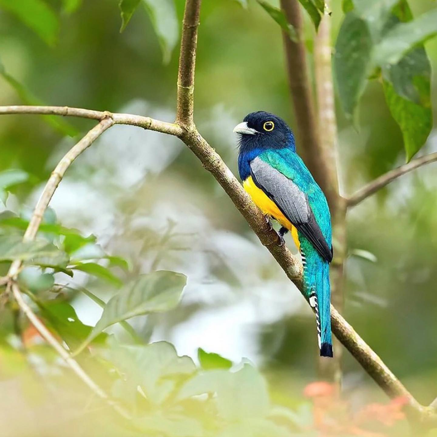 Gartered Trogon Bird in Costa Rica
“In Costa Rica, there are private organizations that do their part and develop reforestation programs. Kids Saving the Rainforest, as its name suggests, is a Non-Profit organization that rescues injured animals, treats them and releases them back into the wild when possible. They are home to at least 100 animals per year. They have been given 113 hectares of land to be used as a biological sanctuary to release rescued wildlife and to become a green lung for the Central Pacific area. This forest will offer shelter to species such as Squirrels, White-faced Capuchin Monkeys, Sloths, and many more species native to this area. Their goal is to plant 10,000 trees. They will be planting a mix of native species like Manzana de Agua, Roble Cebo, Ron Ron, Pilon, Muneca, Lorita, Sota Caballo, Caoba, Hule, Aguacatillo, and Laurel Negro.” www.kidssavingtherainforest.org
One of the easiest ways to increase bird habitat is to help plant trees by switching your web browser to @Ecosia to plant trees for free while you search the web. Ecosia.org is the ‘search engine that plants trees’ by donating 80% of their advertising revenue to effective tree planting projects around the world with a focus on biodiversity hotspots.
Photo by @supreet_sahoo_
Subscribe to @_trees_are_awesome for more inspiring nature content and to connect with easy ways to plant trees around the world.
#trilliontreescampaign #trilliontrees #reforestation #generationrestoration #wildnature #wildlife #wildlifehabitat #habitat #biodiversity #natureinspiredbeauty #naturelifeearth #naturelifeearth #mothernaturerocks #loveforests #birdsofinstagram #birdstagrams #birdslovers #nature_brilliance_birds #birdstagrams #birds_captures #nuts_about_birds #eye_spy_birds #bird_brilliance #birds_adored #birdlife #birdstagram #bestbirdshots #birdvibrance #birds_nature #feather_perfection