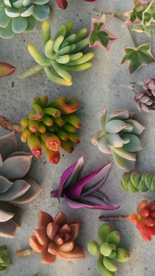 Ein kleines Päckli voller Wachstum.
Frisch geschnittene Sukkulenten auf dem Weg zu dir
#sukkulenten #stecklinge #pflanzenliebe #gärtnerei #handgemacht slowdown pflanzenversand schweiz