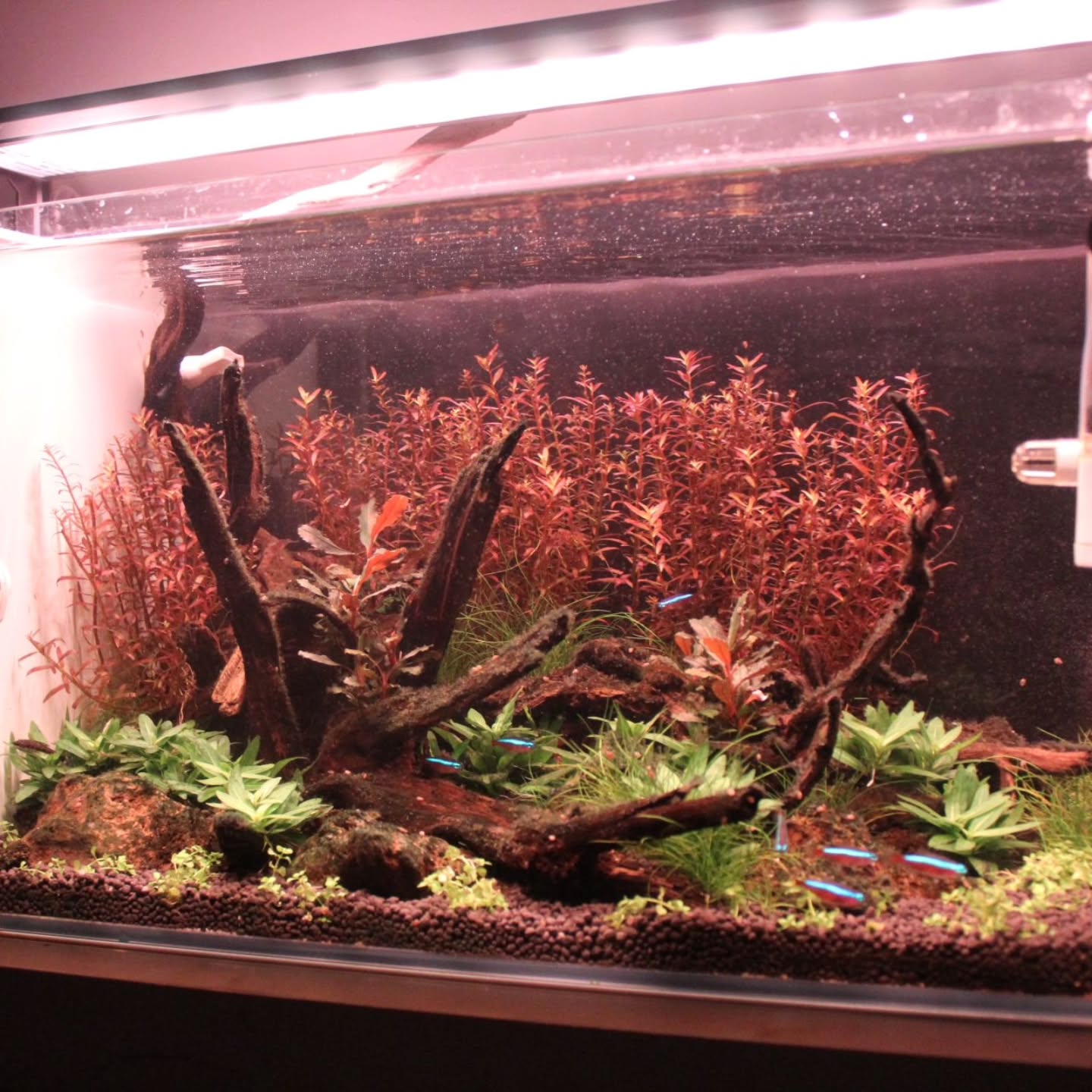 🌿 Un paesaggio acquatico che racconta calma ed equilibrio
Legni scolpiti dal tempo, piante rosse che scaldano la scena e piccoli bagliori blu che attraversano l’acqua.
Ogni elemento è al suo posto, nulla è casuale.
La gestione con protocollo Unica permette una crescita naturale, colori profondi e un acquario stabile, dove la tecnica lavora in silenzio per lasciare spazio alla bellezza.
💬 Ti fa venire voglia di fermarti a guardarlo per qualche minuto in più?
#aquascaping
#acquariopiantumato
#protocolloUnica
#naturedesign