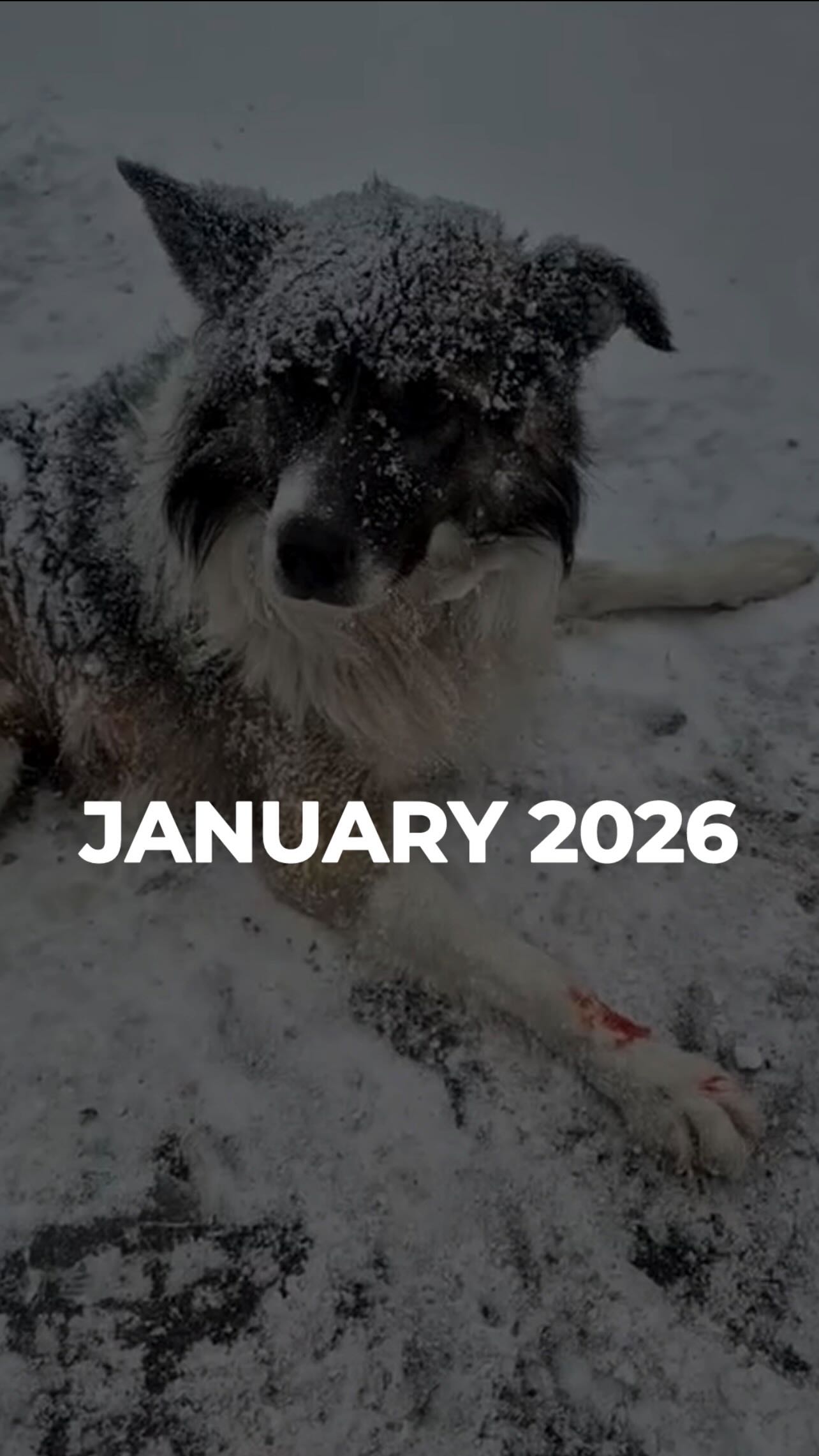 Січень 2026 став викликом для всієї України (⬇️ENG)
Але ось, як ми жили в цих умовах :)
Ніщо не завадило лікуванню та допомозі тваринам,
які цього потребують.
357 тварин вдалося евакуювати з дуже небезпечних точок, попри мороз до -20°С, поломку машини.
Евакуйовані песики у притулку трималися так само міцно, як і вся Україна :) і неймовірно раділи снігу в цей мороз !
49 котиків тим часом усиновили в сімʼї з нашого реабілітаційного центру @malenkii.prince_ark !!!
170 знайшли сімʼї в Україні та за кордоном.
152 цуценят із зони бойових дій прийняв під свою опіку БФ «Зоосімʼя», за що ми дуже дякуємо❤️
Саме так Життя перемагає війну !
Дякуємо @petadeutschland за допомогу в порятунку тварин війни!
Зробити донат можна за посиланням у біо 👆
January 2026 became a challenge for all of Ukraine.
But this is how we lived through these conditions :)
Nothing stood in the way of treatment and help for animals
who needed it.
**357 animals** were successfully evacuated from extremely dangerous locations, despite морозs down to −20°C and a vehicle breakdown.
The evacuated dogs at the shelter held on just as strong as all of Ukraine :) and were incredibly happy about the snow, even in this freezing cold!
Meanwhile, **49 cats** were adopted into families from our rehabilitation center @malenkii.prince_ark !!!
**170 animals** found families in Ukraine and abroad.
**152 puppies** from the combat zone were taken under the care of the “Zoosimia” Charitable Foundation, for which we are deeply grateful ❤️
This is how Life defeats war!
Thank you @petadeutschland for your help in rescuing animals affected by the war!
You can make a donation via the link in our bio 👆