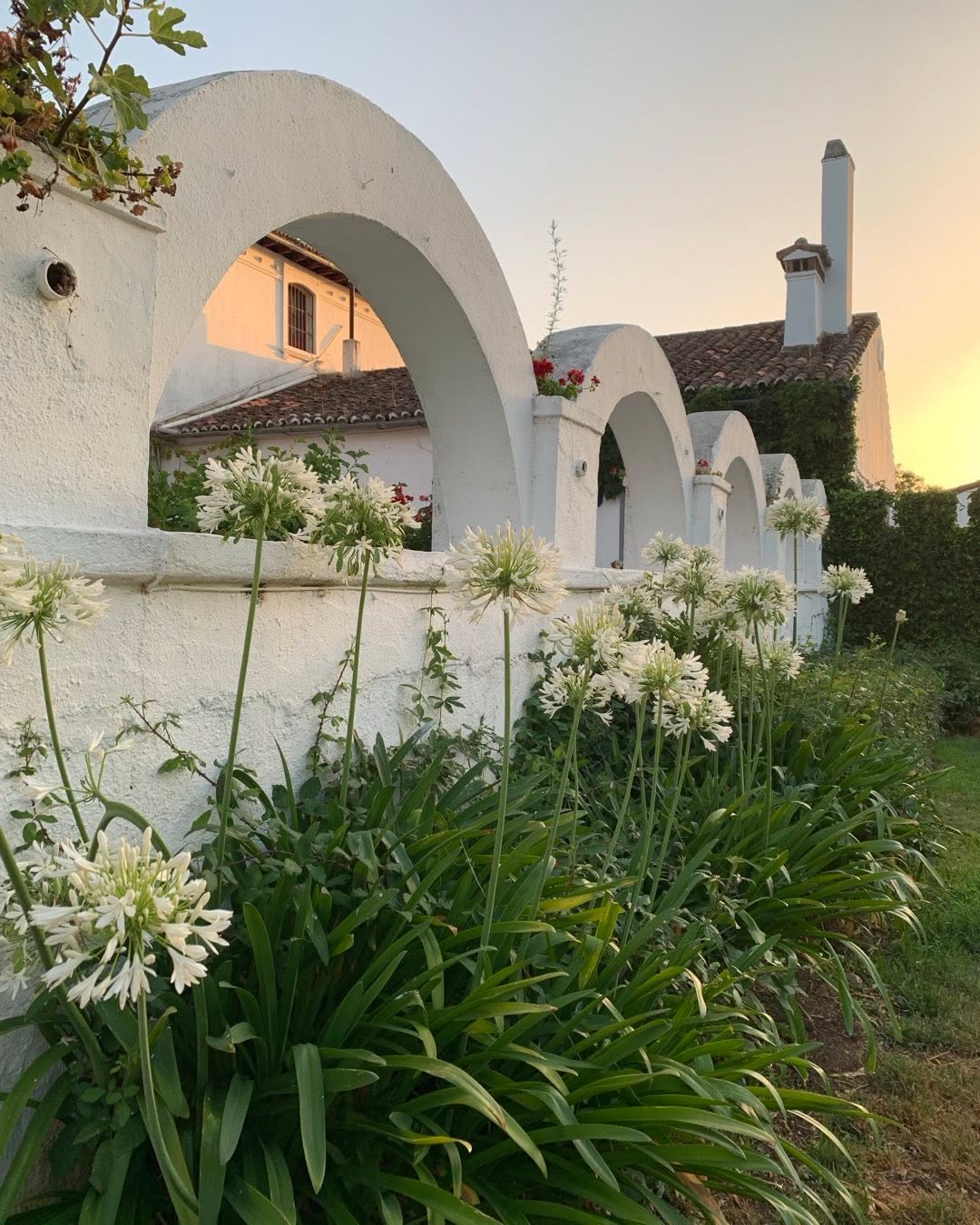 V E R A N O🫶
#agapantos
#fincascaceres
#bodasextremadura
#bodasfincasantacatalina
#espaciosparabodas
#bodascaceres
#fincasparabodas
#alquilerfincaseventos