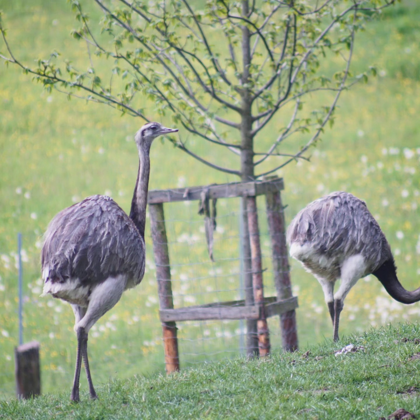 Nandus Hähne - bei Interesse gerne PN.
Schönes Wochenende. 🐣
_________________________________
www.broholmer-zucht.com
Instagram & TikTok @huehnerwelt_rauch
Facebook @rauchs_huehnerwelt
_________________________________
Liebe Grüße
Gabriel Rauch von Rauchs Hühnerwelt
#hahn #nandu #nandus #laufvogel #emu #nandueggs #petchickens #pet #hobbygeflügel #hobby #bigchicken #hühner mal anders #geflügel #vögel #vogel #hühnerimgarten #küken #bruteier #hatching #lovemyanimals #crazychickenpeople #Rauchshuehnerwelt #photooftheday #nature #instagood #naturbursche #haustiere #eggs #eastereggs
