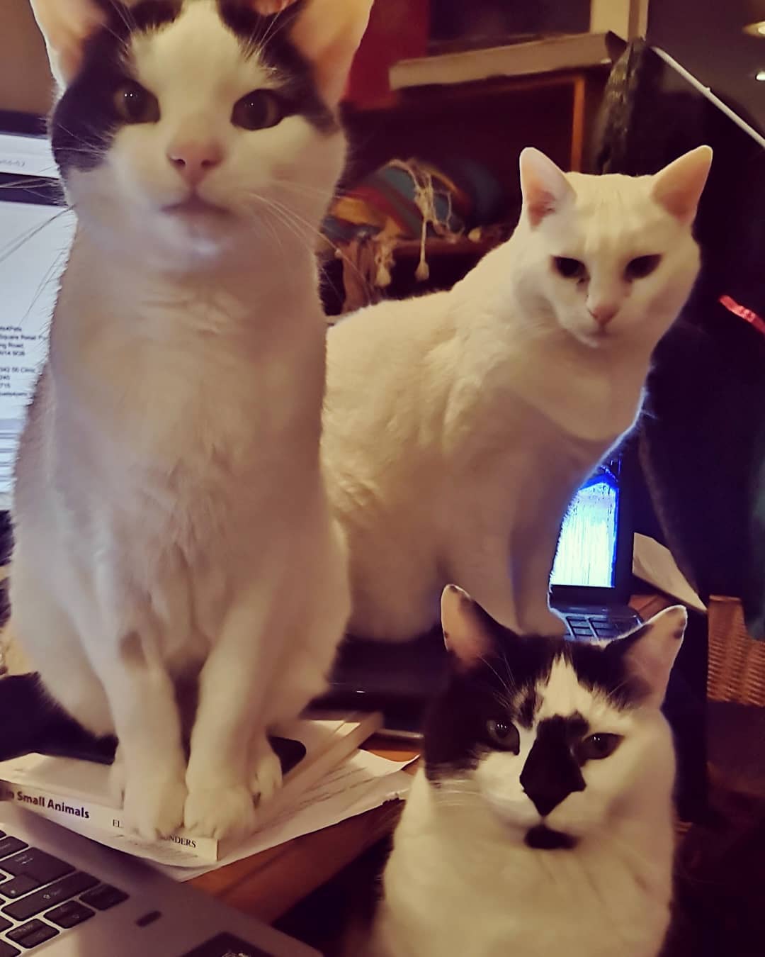 When your trying to write a report beyond 4pm!
These lazer beams come and start the harassment for food a good hour before it's due.
Who else's cats let you know they are ready and waiting?
#cat #catbehaviourist #feedme #feline #catbehaviour #muticathousehold #blackandwhite #vetnurses #clinicalanimalbehaviourist #dinnertime #catsofinstagram #catslife #catstagram #catsofbrighton #catlovers #catinstagram