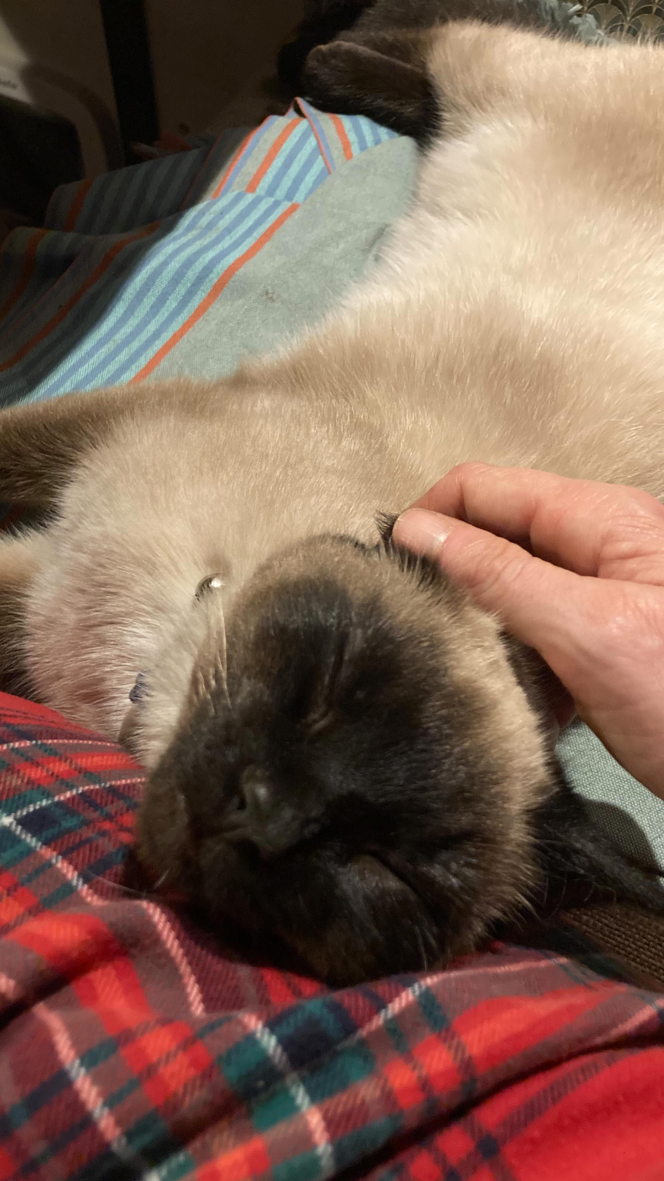 Teachers, they are, these little beings, bundles of love.
Cats.
I am blessed to be looking a dear friend's cats. They are teaching me so much. Mainly how to slow down and relax. And soften. They are the best company while working on my projects.
My EP is still in process and last night I had a good session, sitting with where it's at and feeling where I want to go with it.
The creative process is never linear.
It takes time and patience.
And sensitivity.
It is the music that tells us when it's ready.
Follow our inner compass, our heart. We can feel it deep within.
When it's right and when it's still needing something, and in my experience more often than not it just needs more love.
Much like these cats.
And all will be well.
#music #love #singer #spirituality #voice