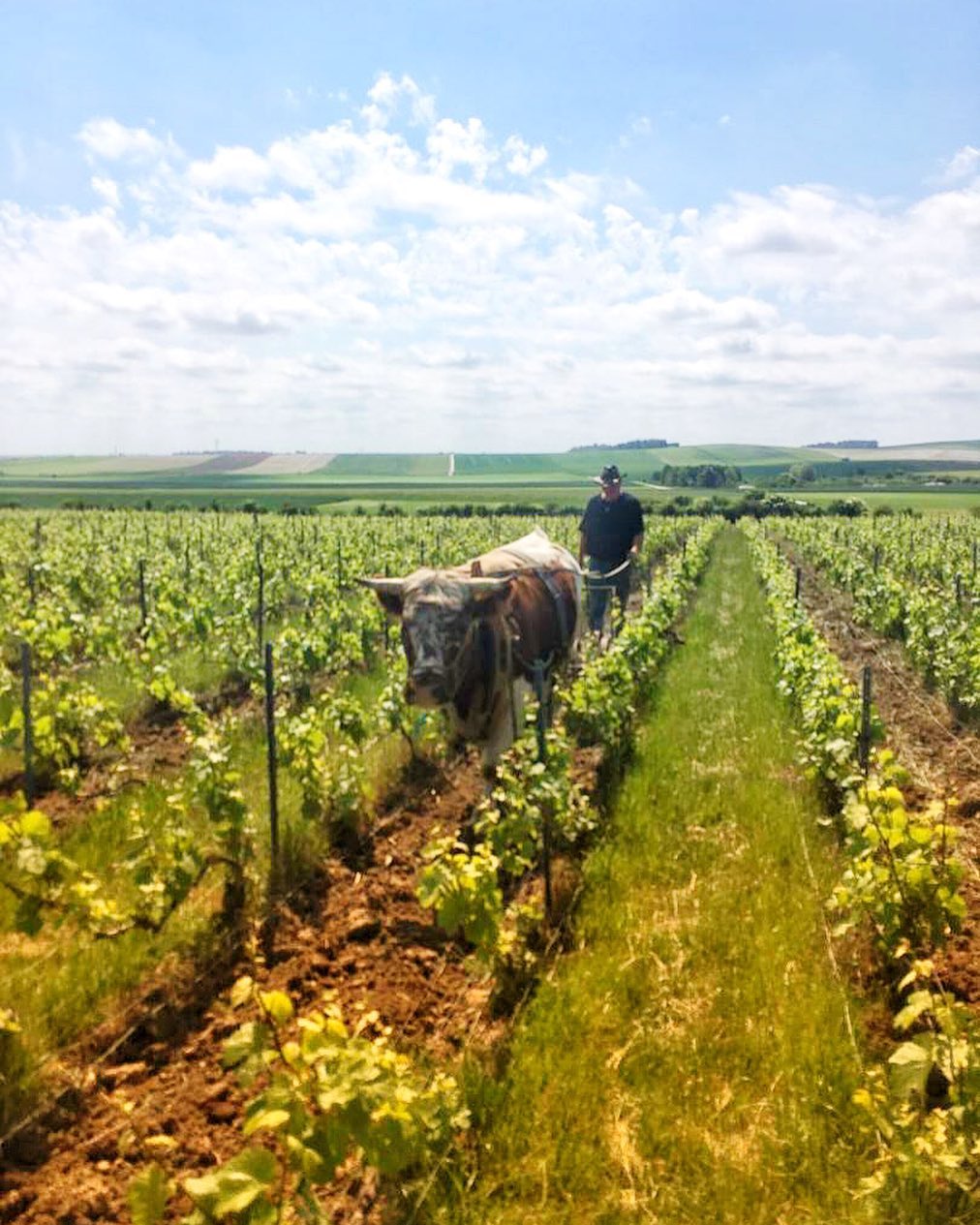 Travailler comme une bœuf 🐂
Hector 🐮
#labour #travaildusol #spring #vineyard #villersmarmery #chardonnay #beef #ploughing #sun #sol #pragmatiaque