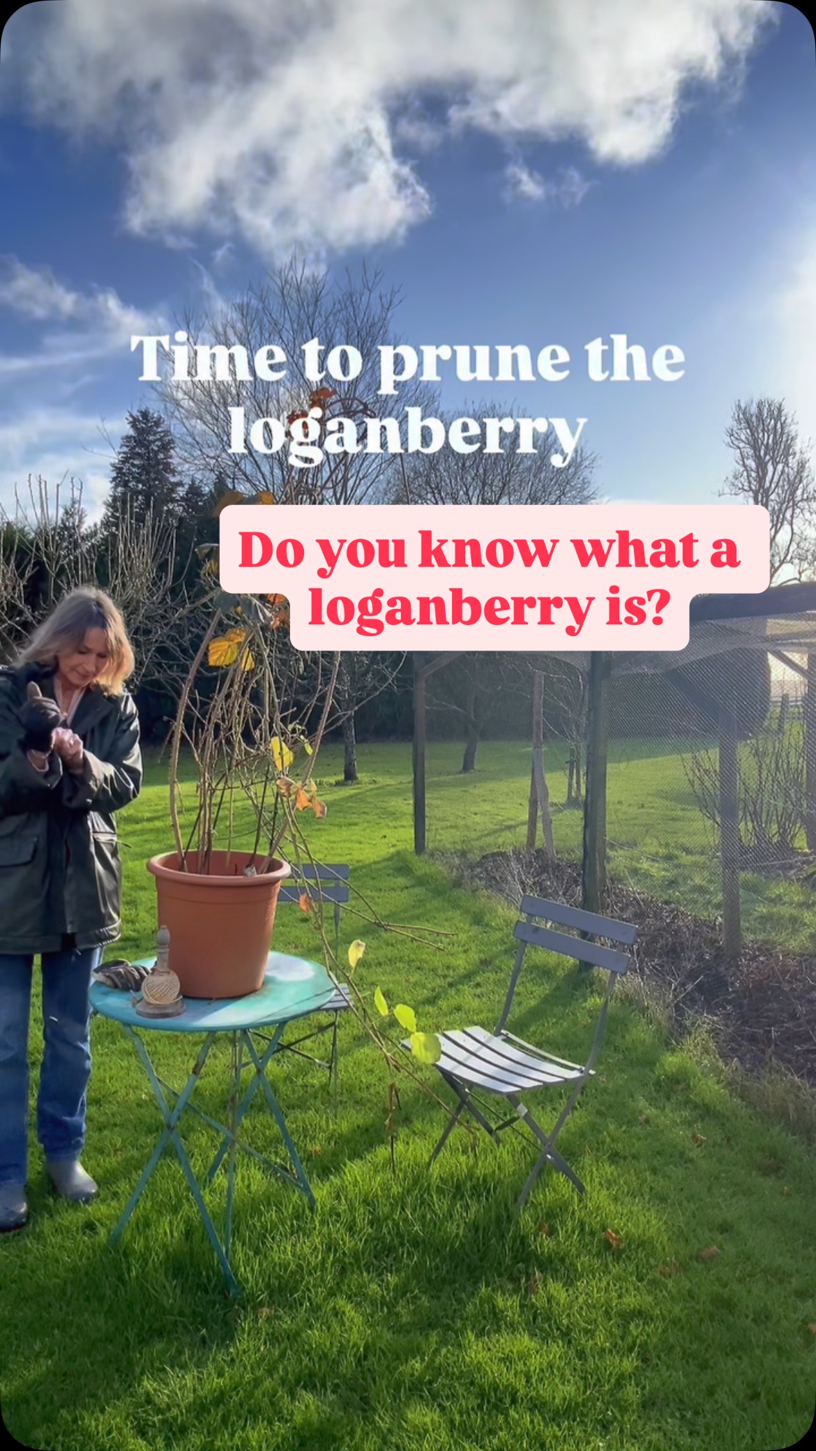 A loganberry is a soft fruit hybrid, a cross between a raspberry and a blackberry and named after the man who created it back in the 1800’s. The berries are larger than a blackberry and not quite as sweet but they are delicious.
This started as a cutting taken my friend and neighbour’s garden , Lionel who passed away 3 years ago. So you can understand why it’s important that I look after it in this pot until I find a suitable place to plant it.
I’m shortening the newer stems, It’s important to remove all the the older fruited canes, I have kept 4 and shortened the side shoots on them.
The rule of thumb is loganberries fruit on new canes. #loganberry #pruningfruit #containers #fruit #gardening