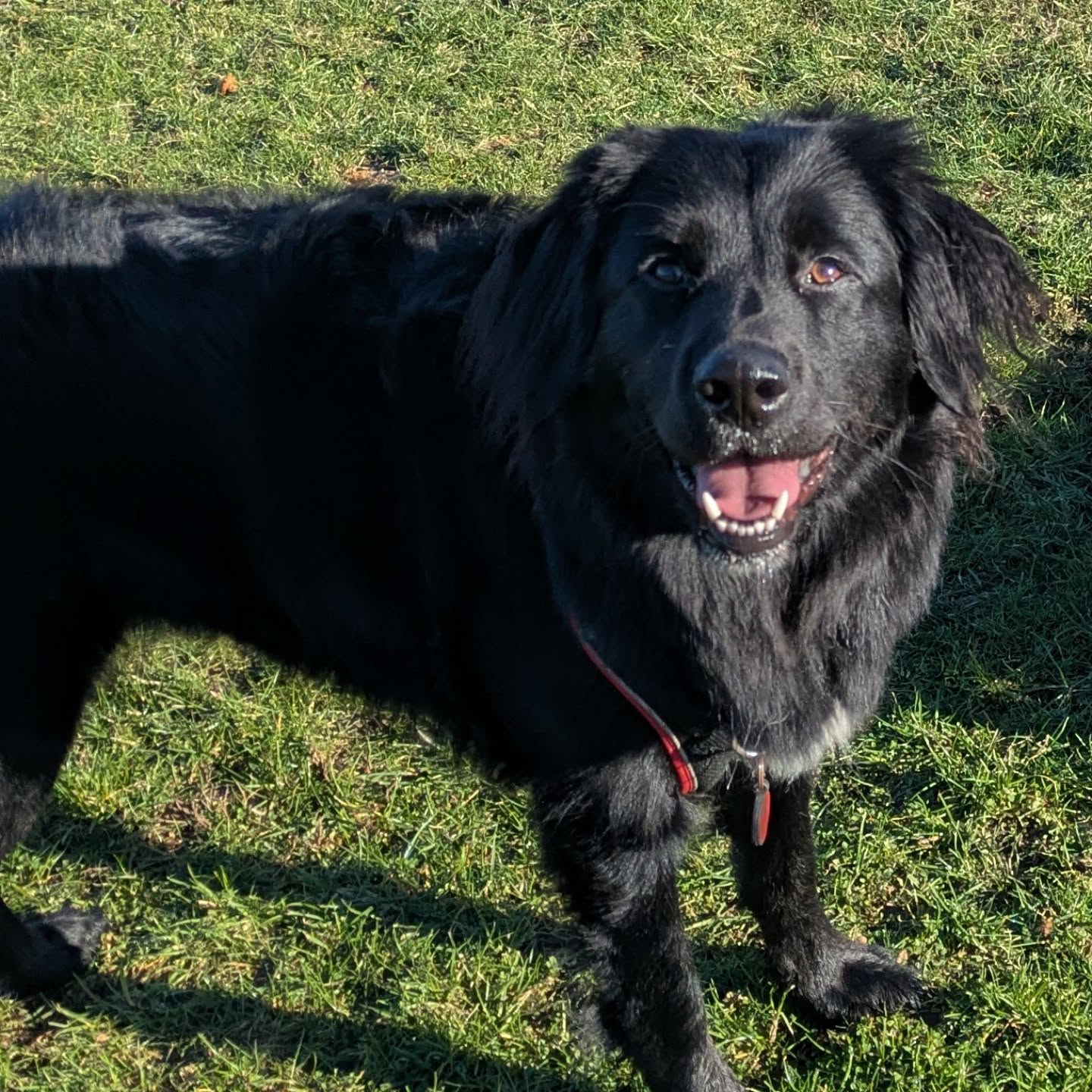 Hello Poppy's Positive Pooches family. Just a heads up, with Esme's spay looming, my availability will be affected.
I'm letting you all know, so you can understand why it's important to respond to availability emails promptly to avoid disappointment.
We're taking her for a pre op holiday to Wales, 16th-18th Feb.
Because Esme needs to be medicated for her vet visits, (trazodone AND Gabapentin) I need to be with her not just for her appointment but for the rest of the day to monitor. So her pre op appointment on 19th Feb I will be unavailable.
Her spay is booked for 25th Feb, EVERYONE KEEP YOUR FINGERS CROSSED IYKYK ... so I will be unavailable on that and the next 3days (recovery time is estimated for 4days, because we're going Key hole, but my partner has that weekend off so I can work).
If you have any questions please drop me a DM. This is my first time experiencing a key hole spay first hand, so happy to make notes and share the experience with any interested guardians. Just drop me a DM so I know who to update.