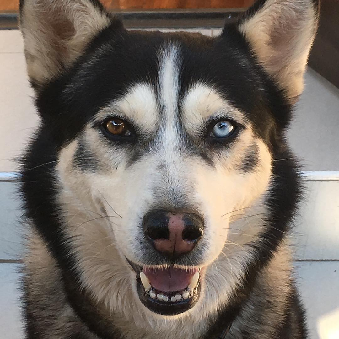 Our other gorgeous boy. Please meet Howard#lovemyboy #lovedogs #lovehuskies #husky #huskiesofinstagram