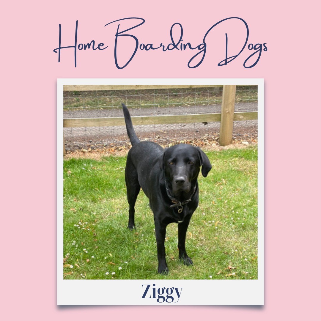 Ziggy is with us on his holidays. Having a lovely sniff around and enjoying a little play with Pippa!! #dogs #dog #dogsofinstagram #dogstagram #pets #doglove #ladypeasdogs #blacklabrador #doggyhomeboarding #doghomeboarding #lincolnshire