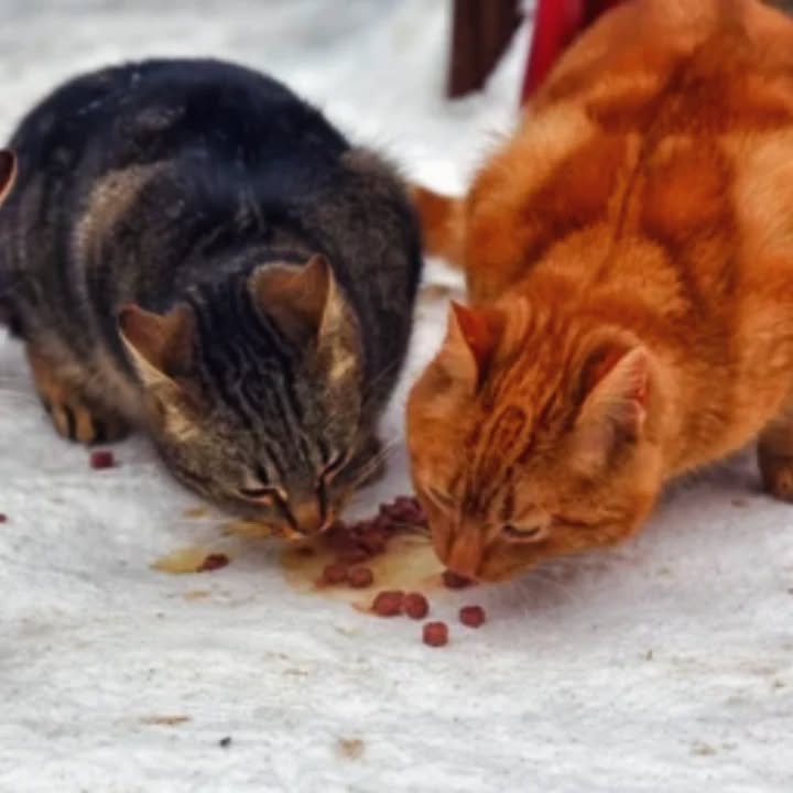 Прийшла зима, стає холодно. Особливо важливо у перші дні негоди допомогти знайти прихисток та їжу тваринам-безхатькам. Вони скоро адаптуються, вийдуть із зони комфорту і досягнуть нового, зимового балансу у житті... А поки допоможіть їм, бо "Потому что кішки і цуценята чиїсь-там не могут покупать себе в кишчачих магазинах"!