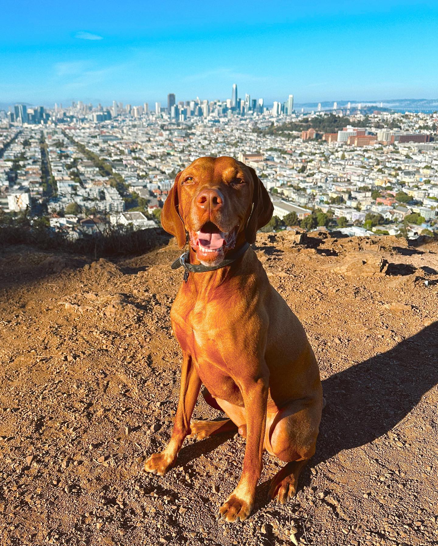 Finn 🤎 I grew up with Vizslas and have a very special place in my heart for these pups. Though they require a great deal of companionship, exercise, mental stimulation, and continued training, these pups are eager to please and so fun to work with. #velcrovizsla #velcrodog #dogtraining #doglife #sfdogs