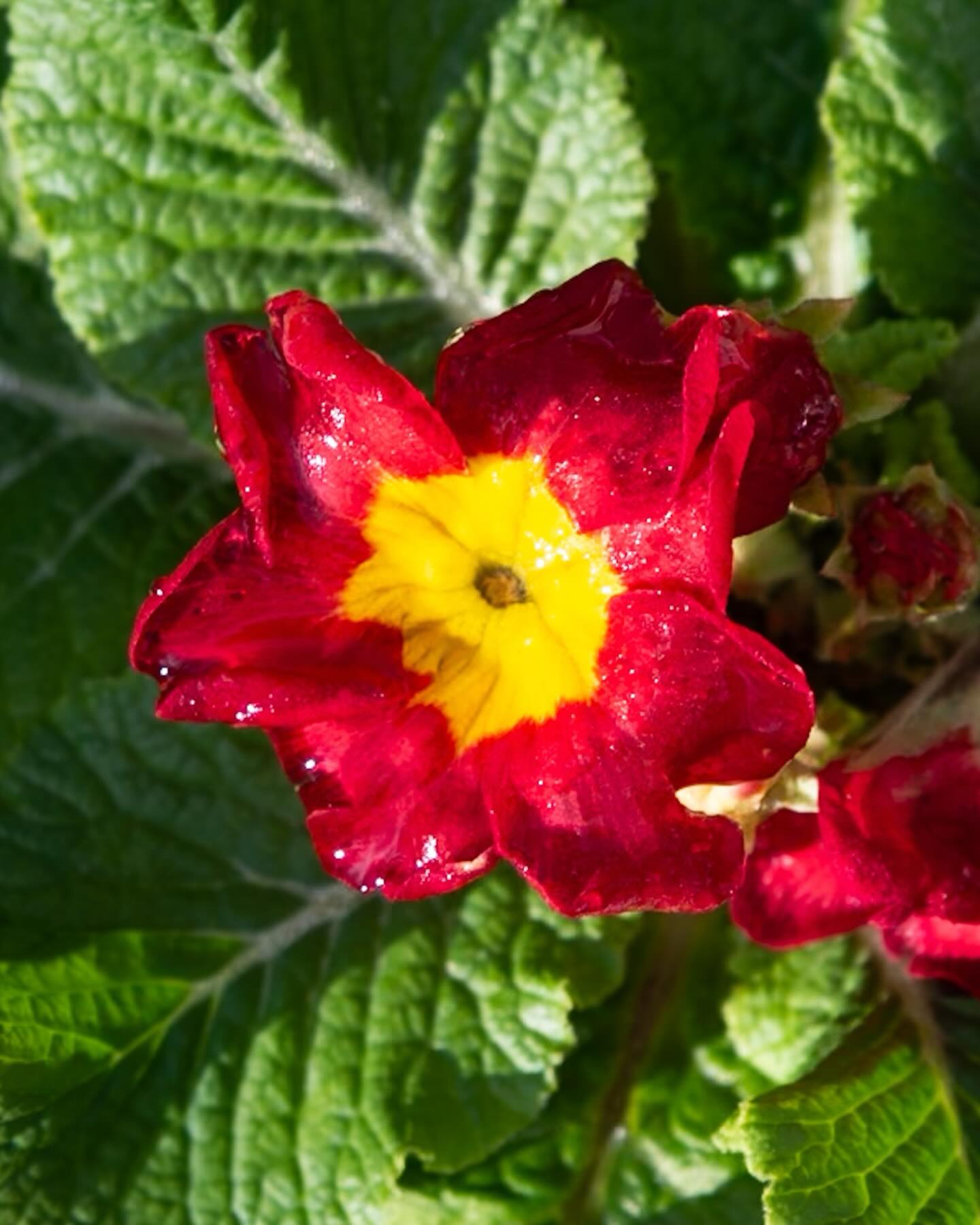 Spring was certainly in the air today! #frome #fromesomerset #nature #spring #somerset