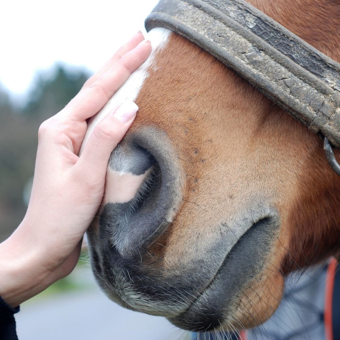 I'm sure you will all agree that there is no better feeling, than that of a horse's nose... So soft! 😍
❤️ This has to be one of my favorite things.
🐎 The soft horse nose which is smoother than velvet and has some little whiskers that seem unnecessary but are as useful as eyebrows.
#horseownersofinsta #ilovemyhorse #horsesofinsta #horsefacts #horseyfacts #equitation #equipe #saddles #horsesaddles #girlsthatride #horserider #countrylife #myhorseisthebest #saddleforsale #equinehour #equine #britishshowjumping #britishdressage
#Saddletrader #saddletraderuk #Saddle #Saddleforsale #stocksadle #horseridinguk #horsesofinstagram #Tackforsale #saddleshop #saddlery