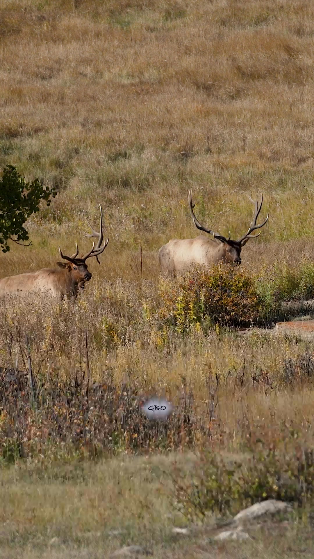 Kickstand fighting after he broke his antler.
#elk #nature #wildlife #bullelk #foryoupageシ