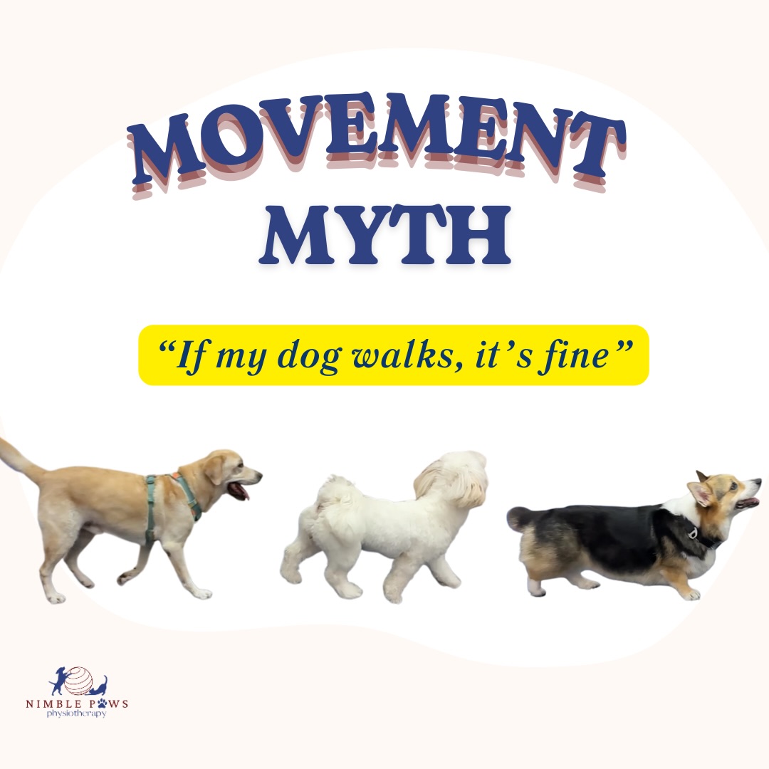 āHeās walking, so he must be okay.ā
This is one of the most common rehab myths we hear.
Dogs are incredibly good at adapting. They can continue to walk ānormallyā, even when something isnāt quite right.
Walking tells us that they can move, not how well theyāre moving.
Rehab isnāt just about getting movement back.
Itās about restoring quality, control, and balance before small issues become bigger ones.
#nimblepaws #movementmatters #caninerehab #dogphysio #sgdogs