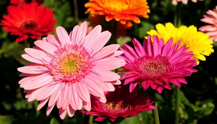 Summer's just around the corner. What are some of your favorite plants?
https://www.rfr.bz/ilk40ut
#landscaping #lawncare #flowers #terrehaute #plants https://www.rfr.bz/ilk40ut https://www.rfr.bz/ilk40us