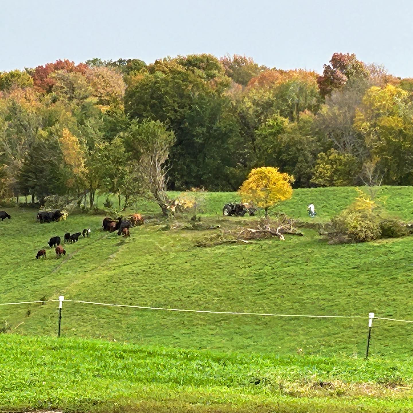 Weāre still trying to reclaim the farm from the effects of a tornado a few miles away. Everywhere we look, broken trees remind us of the work ahead. Fall is always short, but this year it feels particularly small.
If you look closely, you can see tiny farmer Darcy and his tractor working to get the fence back online.
#storm #winddamage #localbeef