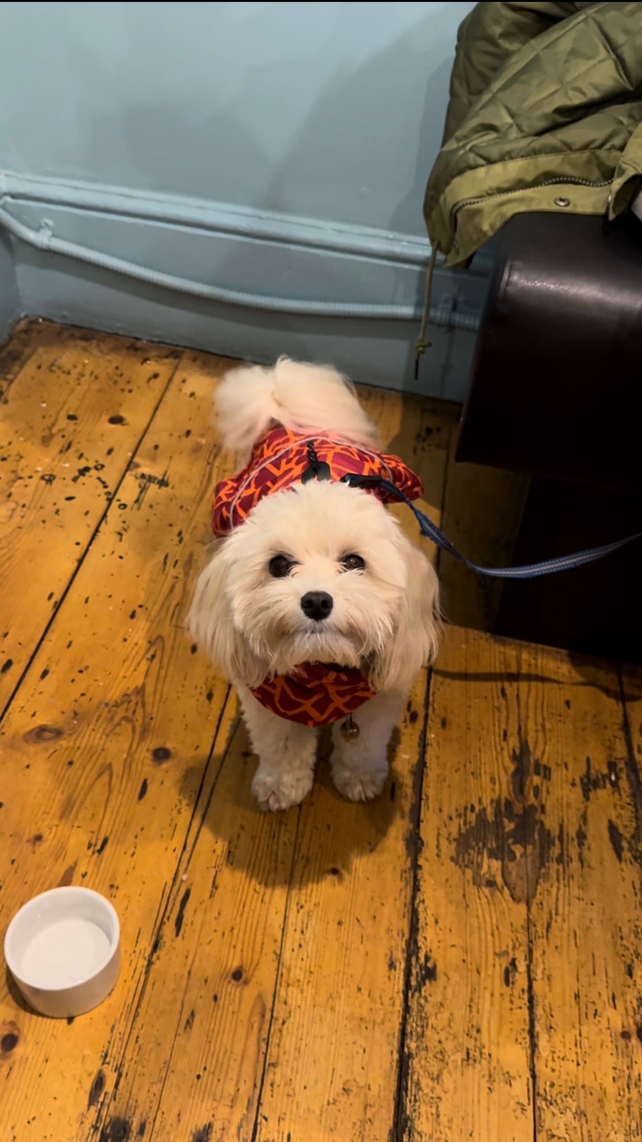 We love dogs here (and yes they get free treats!) 🐾🐶
#chillibs #chillibhitchin #dogfriendlyhitchin #supportlocalhitchin #hertfordshireeats