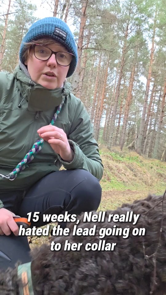 This was a challenge that I never expected to have and I'm proud of how much this has improved in such a short space of time.
The reason we had a dragging line on Nell for what felt like quite a long time is that unlike the two puppies we have had ourselves and the many other puppies I've worked with, Nell didn't naturally want to come to us in the early days. She especially didn't appreciate coming to us only to be picked up or restricted with something going round her neck. She was a pretty independent little pup and in her mind we were still strangers.
"Just use food and she will be fine" - this might work well for a naturally food driven dog but Nell was not this. We now have a great relationship with food and she works for it, but to begin with she didn't have any desire to do anything for food so I was VERY careful in how I used it. You can't use food to create a positive association if the food doesn't naturally create a positive feeling. So we first had to work on building VALUE and TRUST with food.
So all we did was clip a lightweight line on, we did this in the van crate or house, made it not a big deal just got it over and done with, and then we could go about our walk without stress.
#puppytraining #spanielpuppy #springerspaniel #spaniel #dogtraining