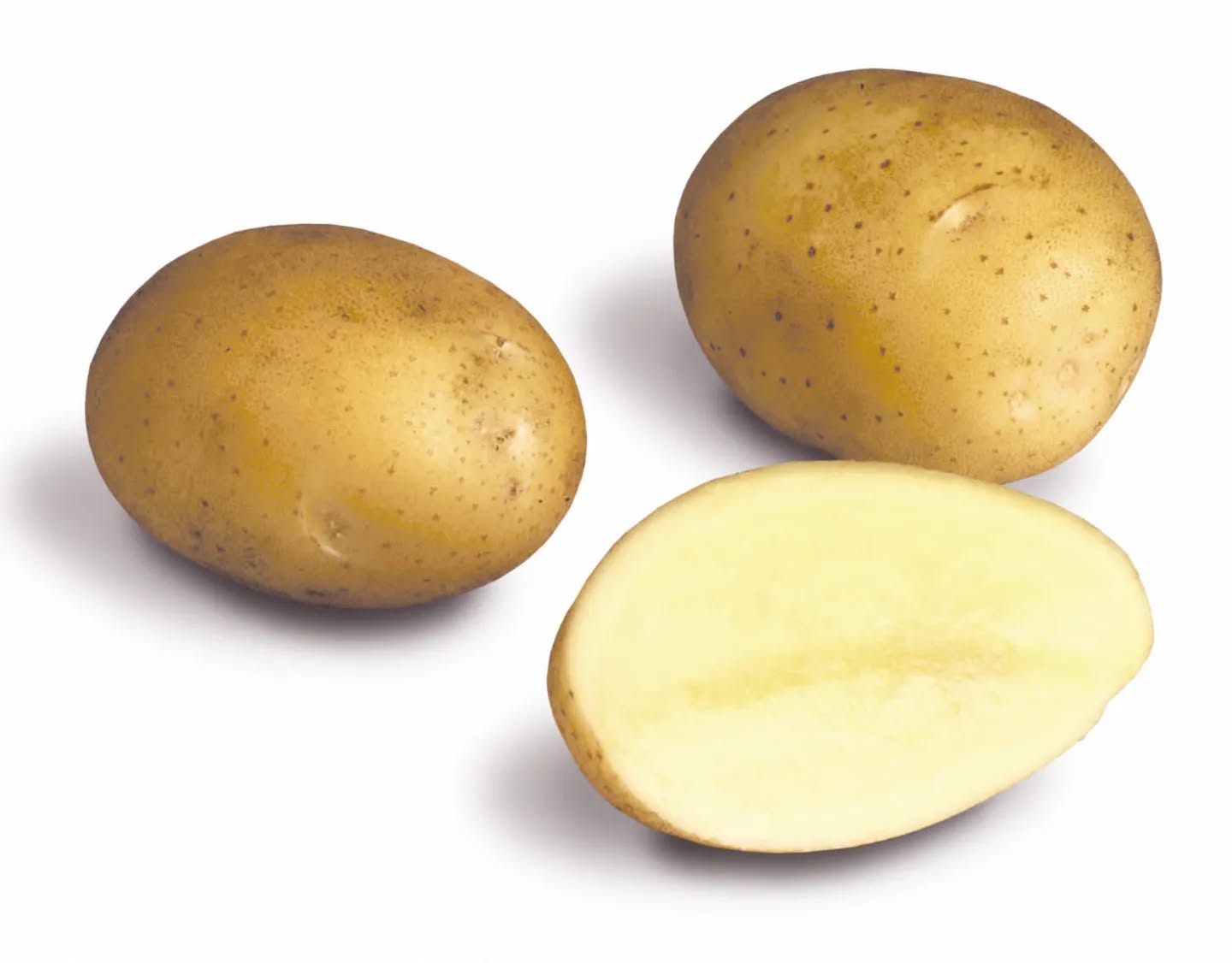 Perinteinen Van Gogh-peruna löytyy jälleen valikoimastamme! Tämä jauhoinen yleisperuna on väriltään upean keltainen ja maultaan hyvin herkullinen. Kasvurytmikin on yllättävän nopea jauhoiseksi lajikkeeksi! A-luokan siementä Van Goghista on vielä jäljellä. #vangogh #peruna #siemenperuna #herkkuperuna