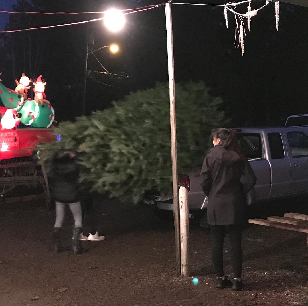 Another giant Douglas Fir finds a good home, and yes we are open 9-9 and yes you can cut a tree in the dark 🎅
#fernridgetrees