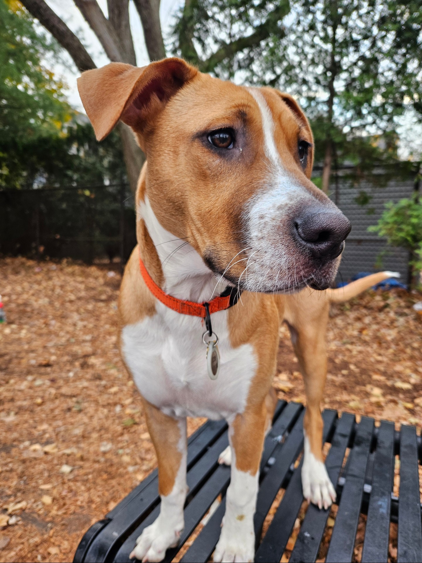 What's a better way to start a new month than talking about dogs!
Share your favorite thing about your dog in the comments!
I'll start: this is my dog Archie and my favorite thing about him is his sweet nature. Archie loves every dog, person, baby, etc.â¤ď¸
Now share your favorite thing about YOUR dog in the comments!