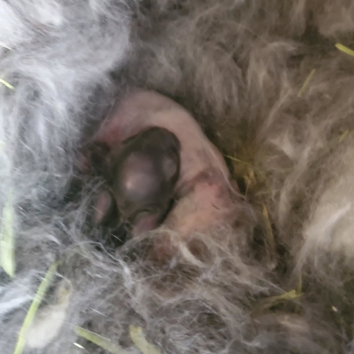 On Wednesday we welcomed our first Holland Lop litter. 4 kits kindled but only 2 survived. They are squirmy little babies and growing quickly. 💕 First time mama is doing well.
www.mysticmoonlightfarm.com
#mysticmoonlightrabbits #mysticmoonlightfarm #rabbitlitter #rabbitbreeder #rabbits #rabbitsofinstagram #babybunnies #babybunniesofinstagram #bunniesofinstagram #bunnies #bunnylife #rabbitlove #hollandlop #hollandloprabbit #hollandlopbunny #hollandlopbabies