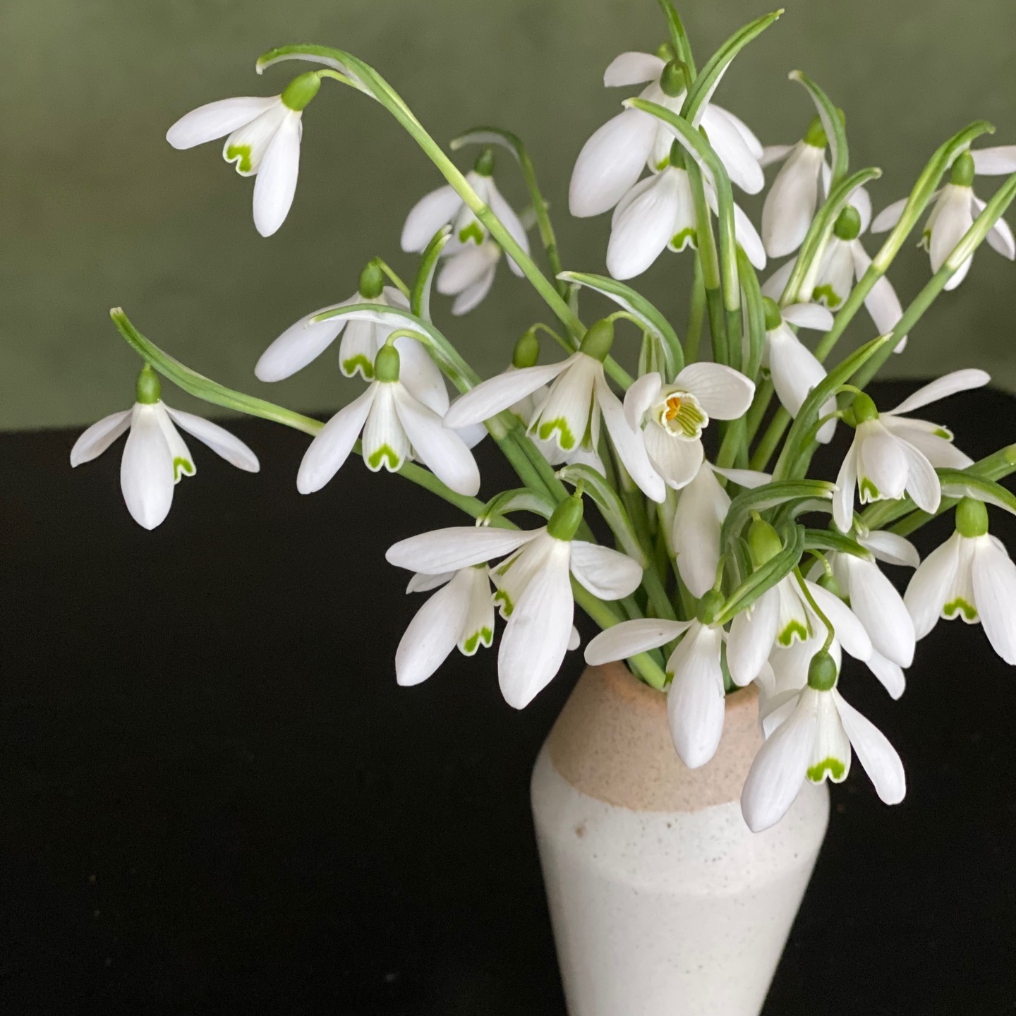 Loving the flowers at this time of year- there is not many but that is what makes them so special. They are braving the cold and wet and showing their bright faces to cheer the world up. Keep an eye out if you are on a walk and see what joys you can find.