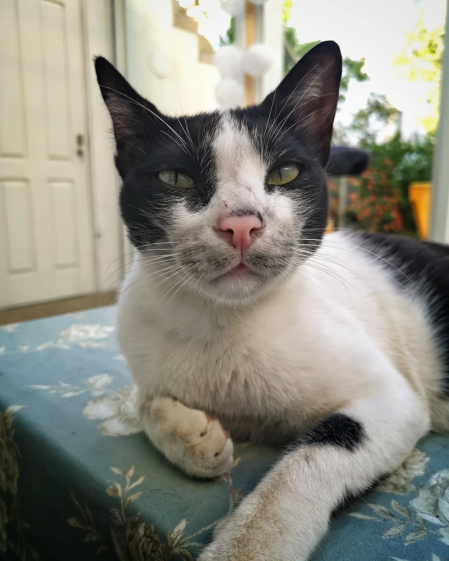 Mr. Oreo a melhor bolacha ๐
๐
Mr. Oreo the best cookie ๐
๐
#petsittingporto #petsitting #cats #dogs #animalsofinstagram #petlovers