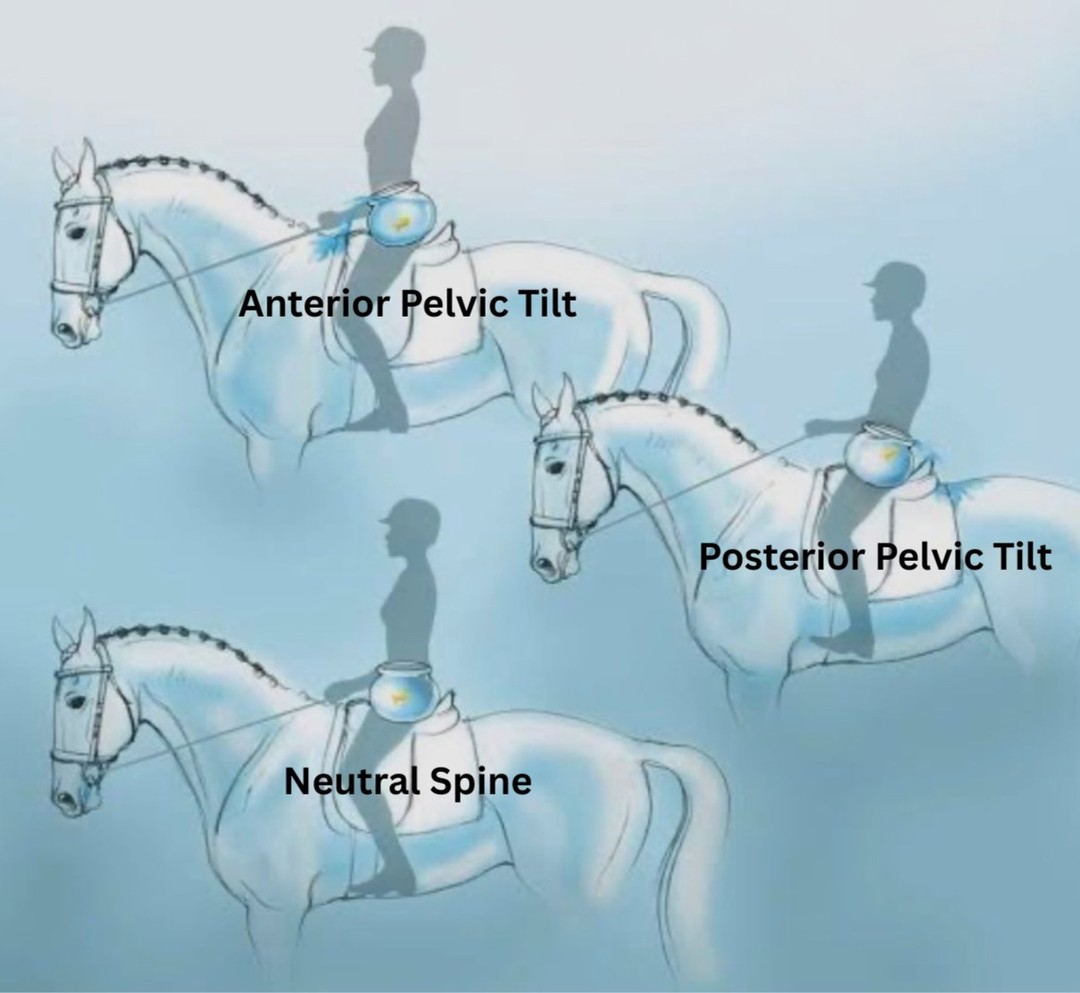 Small pelvic shifts = big changes in balance and contact. Learn why rider symmetry matters and how Pilates can transform your riding. Link in Bio #RiderSymmetry #PilatesForRiders #EquestrianLife #Balance #HorseAndRider