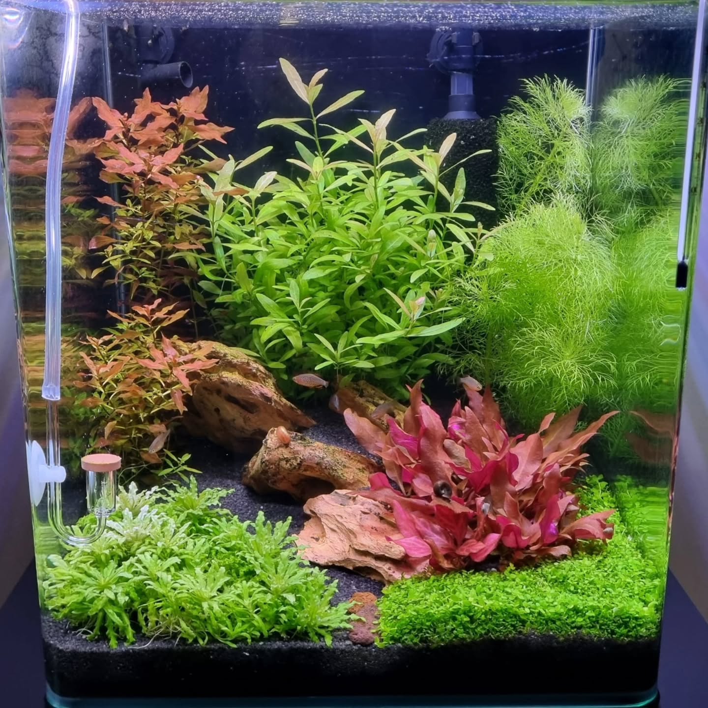 Piante compatte, colori intensi e crescita costante 🌿
Il segreto? Fertilizzazione UNICA: semplice, completa ed efficace, anche con fondo inerte.
Meno complicazioni, più risultati visibili in vasca.
Se vuoi un acquario sano che fa la differenza, sai da dove partire 👌
#UNICA
#FertilizzazioneAcquario
#FondoInerte
#Aquascaping