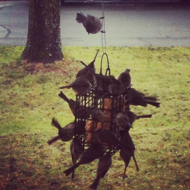 Winter wrens, good morning!