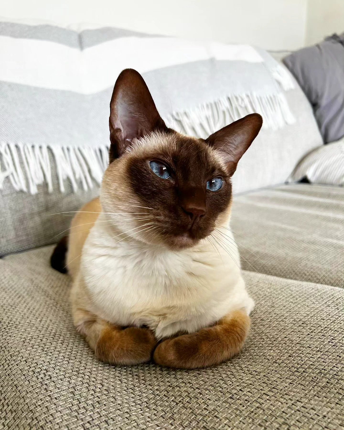 Welcome Nellie the Siamese Kitty to the WiggleWaggles Family 😺
#picoftheday #photooftheday #catoftheday #catsagram #catsofınstagram #siamese #siamesecat #cute #wigglewaggles #animalsitter #dogsitter #dogwalker #dogtrainer #kitty #cat
