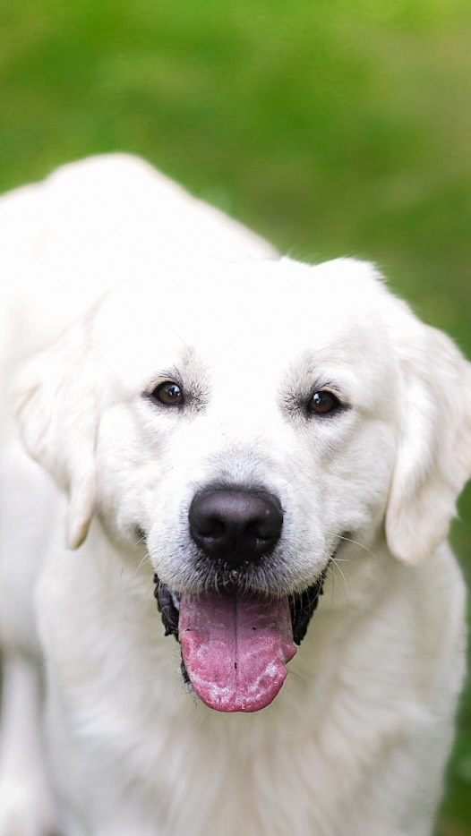 Such a clown you are Coda 🤍
#goldenretriever #golden #goldenretrieverdog #goldenretrievers #goldenretrieversrule