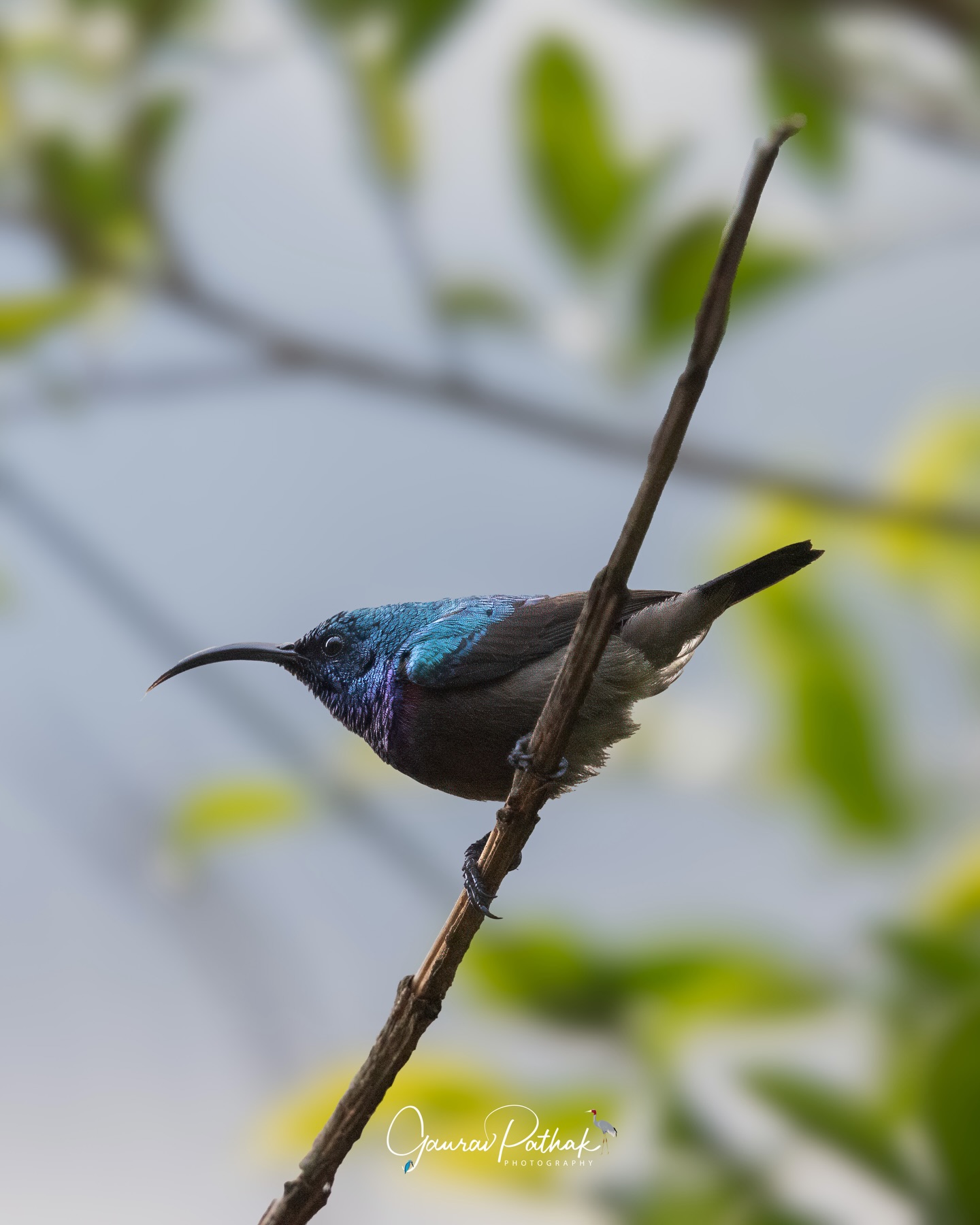 Loten’s Sunbird (Cinnyris lotenius) – Slender, glossy, and quietly striking, this sunbird often reveals itself through movement before colour. The long, down-curved bill is perfectly shaped for probing deep flowers, and in the right light, the dark plumage flashes hints of metallic purple and green. Common in the south yet easy to overlook, it’s one of those birds that rewards a slower look, especially when it pauses just long enough to be noticed.
.
Location - Chikmanglur
Shot on Canon R5
Canon RF600mm F4 L IS USM
ISO 5000
f/4
1/1250s
.
#SunbirdStories
#FlowerFeeder
#QuietColour
#everydaybirds
#canonasia
