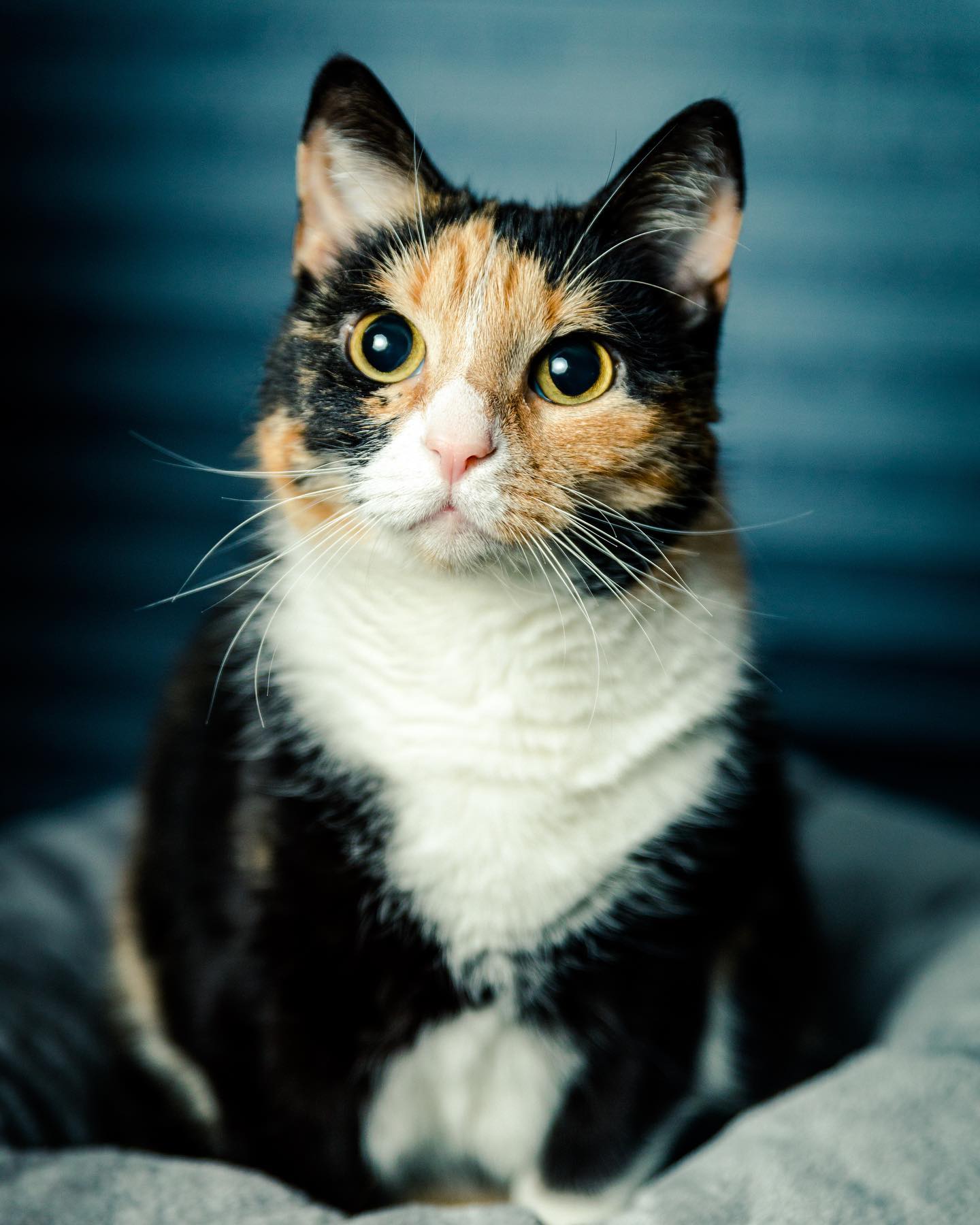Lucky to have this model living with me. Check @fotosvanmijnkat for more of her.
#catsofinstagram #animalportrait #portrait #canon #eosr #photography #cats #cute #catdad #portraitphotography