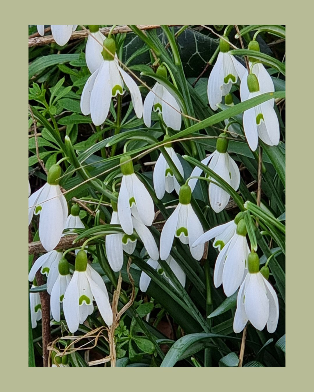Spotting the subtle signs of spring on Dartmoor 🌿
The snowdrops are up! Little white bells in the hedgerow.
#Dartmoor #VisitDartmoor #DartmoorNationalPark #WildDartmoor #Devon #Snowdrops #DartmoorSpring #SpringOnTheMoor #Hedgerow #MoorlandFlowers #Galanthus #EarlySpring #SpringIsComing #DartmoorLandscape #NaturePhotography