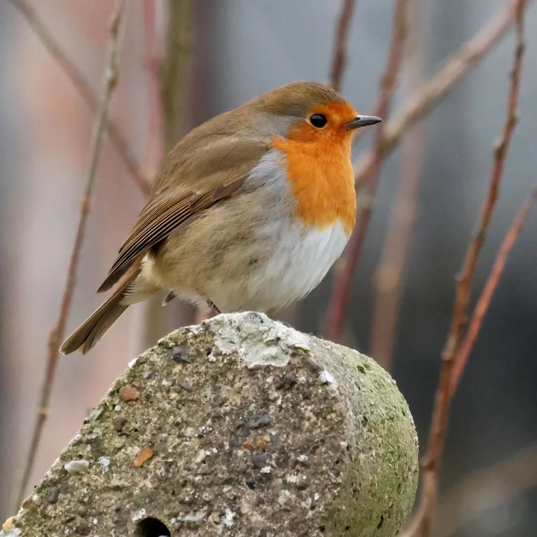 Happy weekend.
#islandwildlife #kefaloniawildlife #kefaloniabirding #guidedwildlifewalks #robin