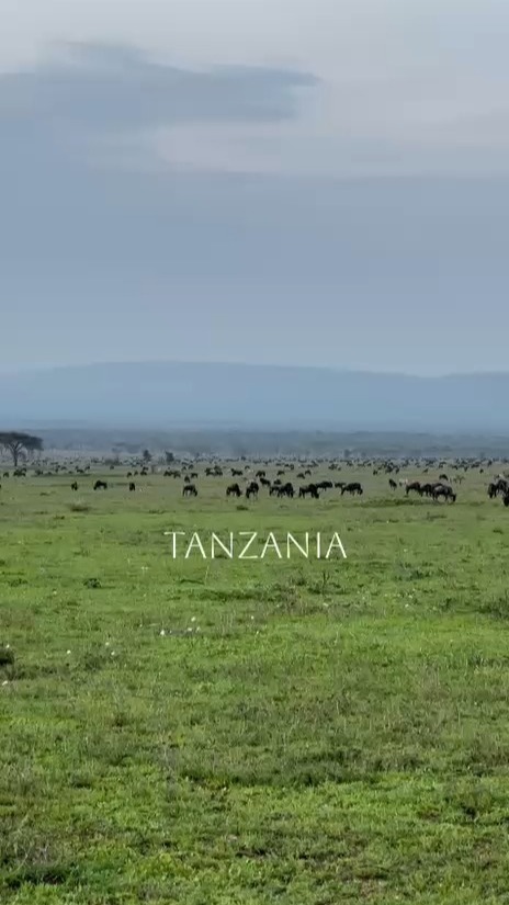 Experience the heart of Africa through Tanzania’s wild beauty.
Endless plains, powerful predators, gentle giants, and nature moving exactly as it should.
This is more than a safari — it’s a connection to the wild.
📍 Tanzania
🎥 Real moments. Real wilderness.
#tanzaniasafari #africanwildlife #safarilife #visittanzania #serengeti #wildafrica #natureloversgallery #safarimoments #exploreafrica #wildandfree