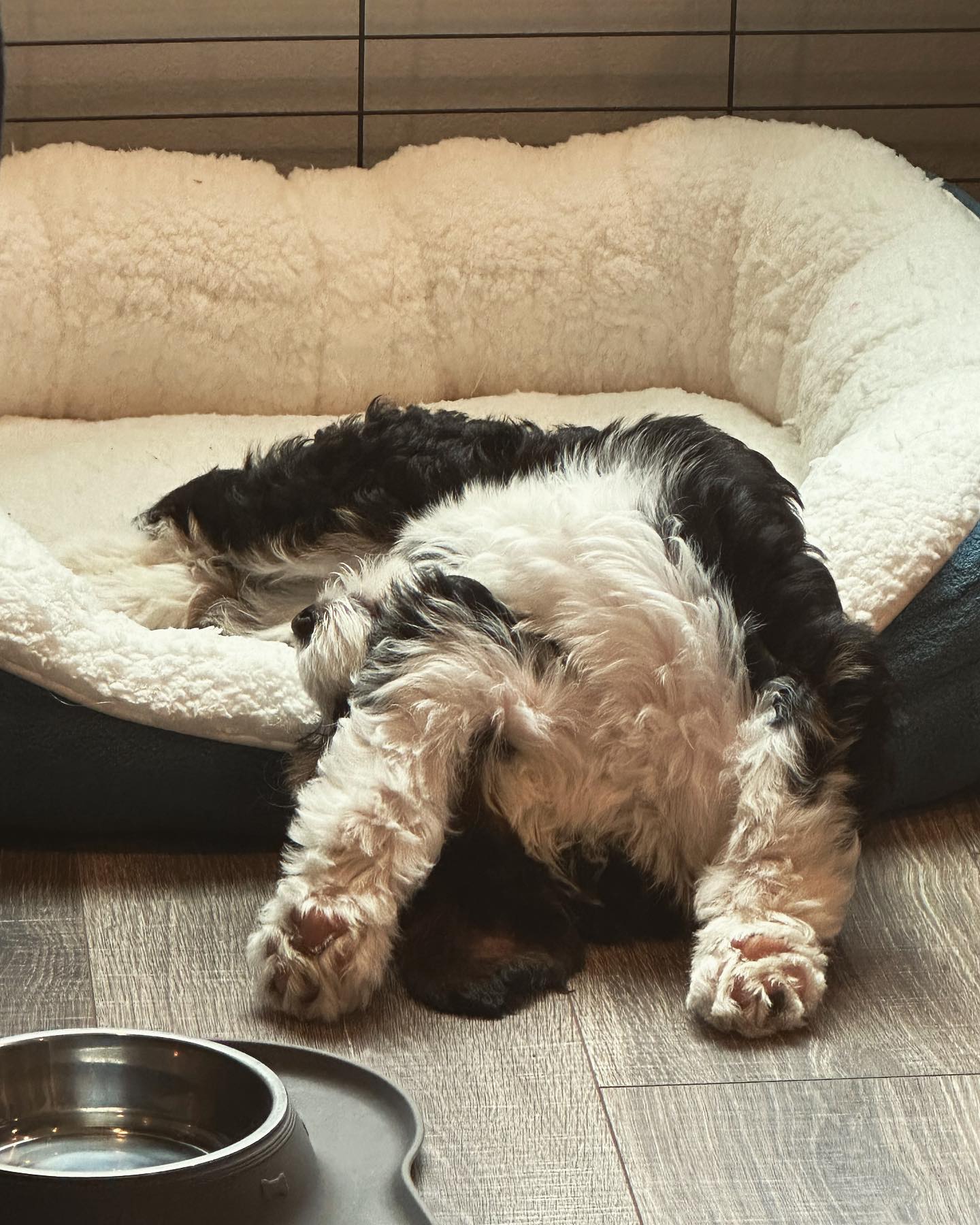 Puppy life is exhausting. #milliemaezing